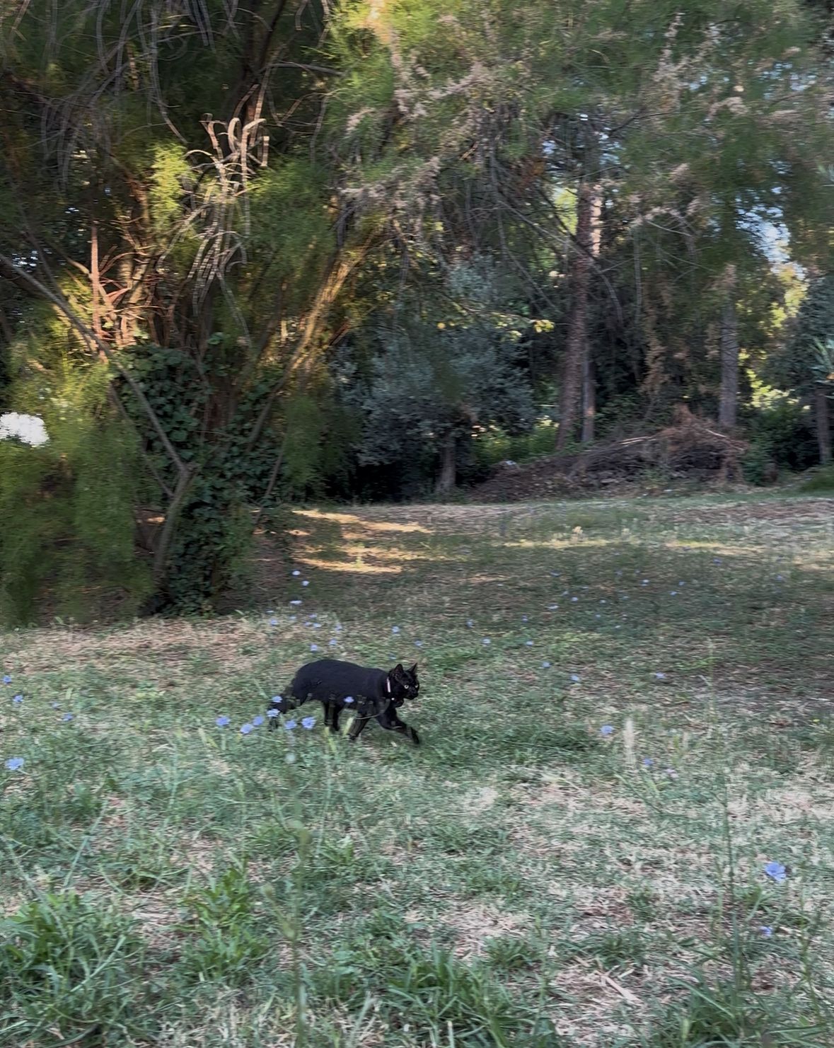 image-12
