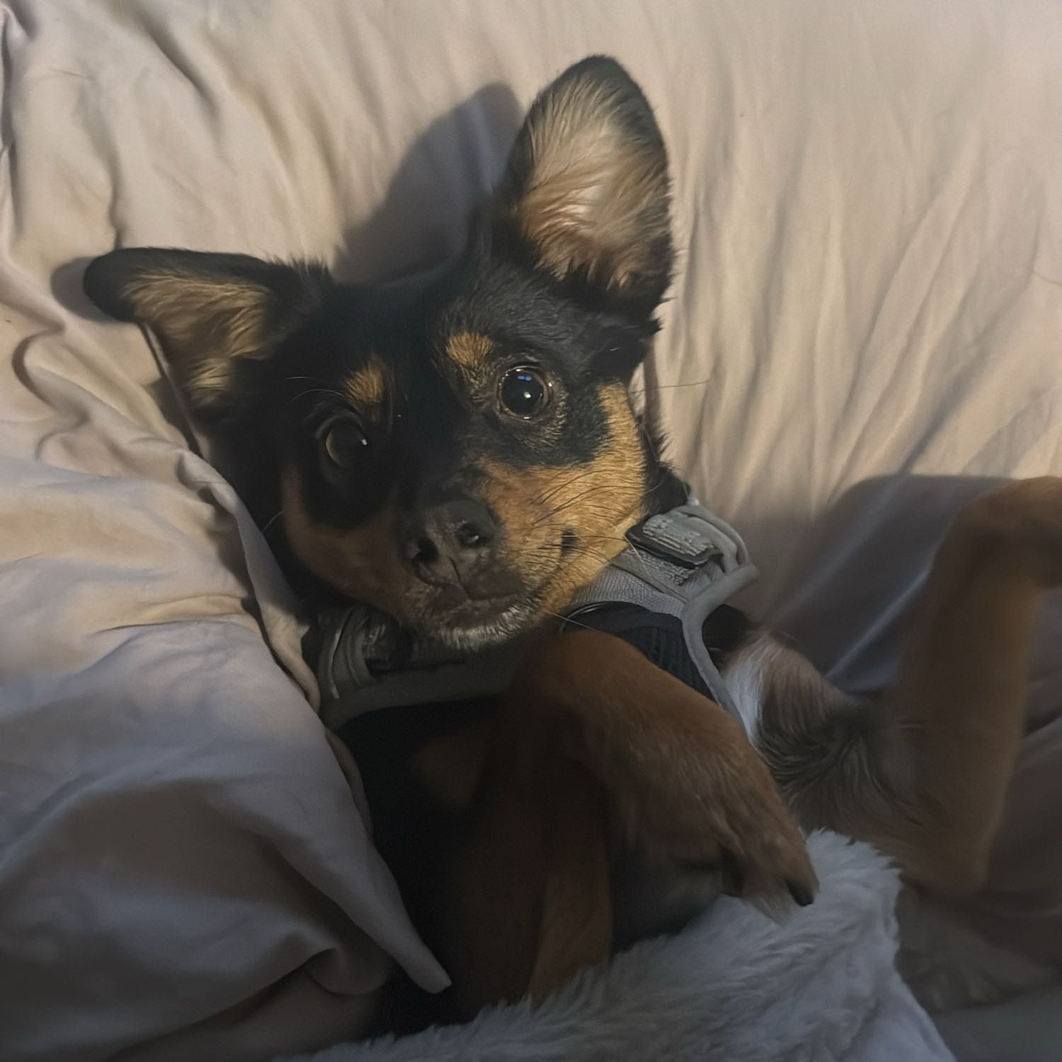 Xena