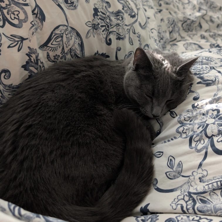 Stella