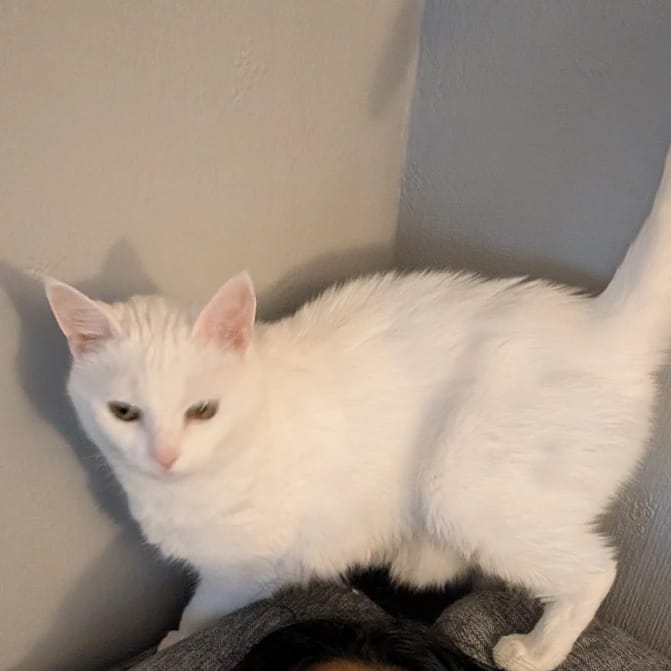 luna