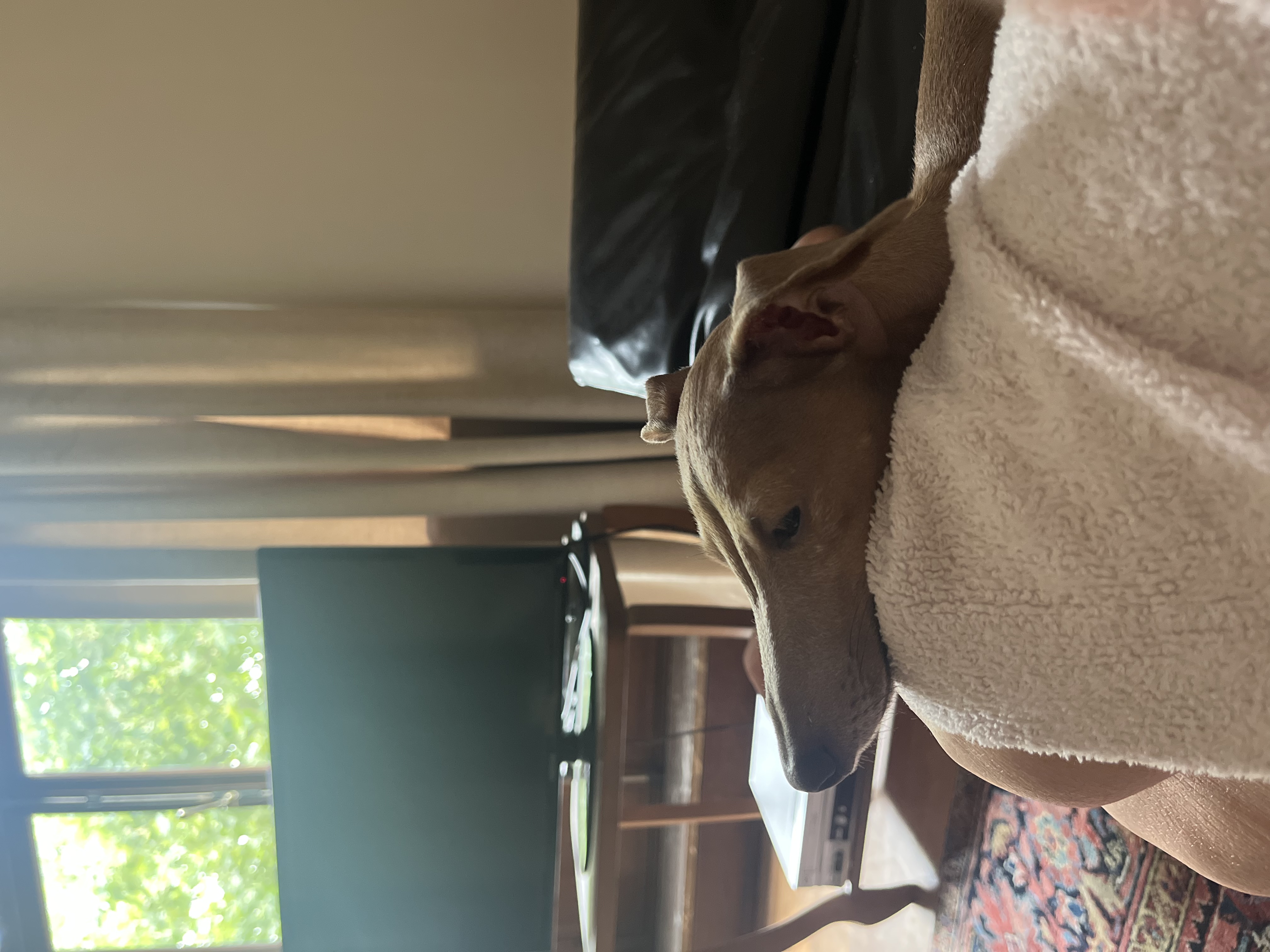 image-11