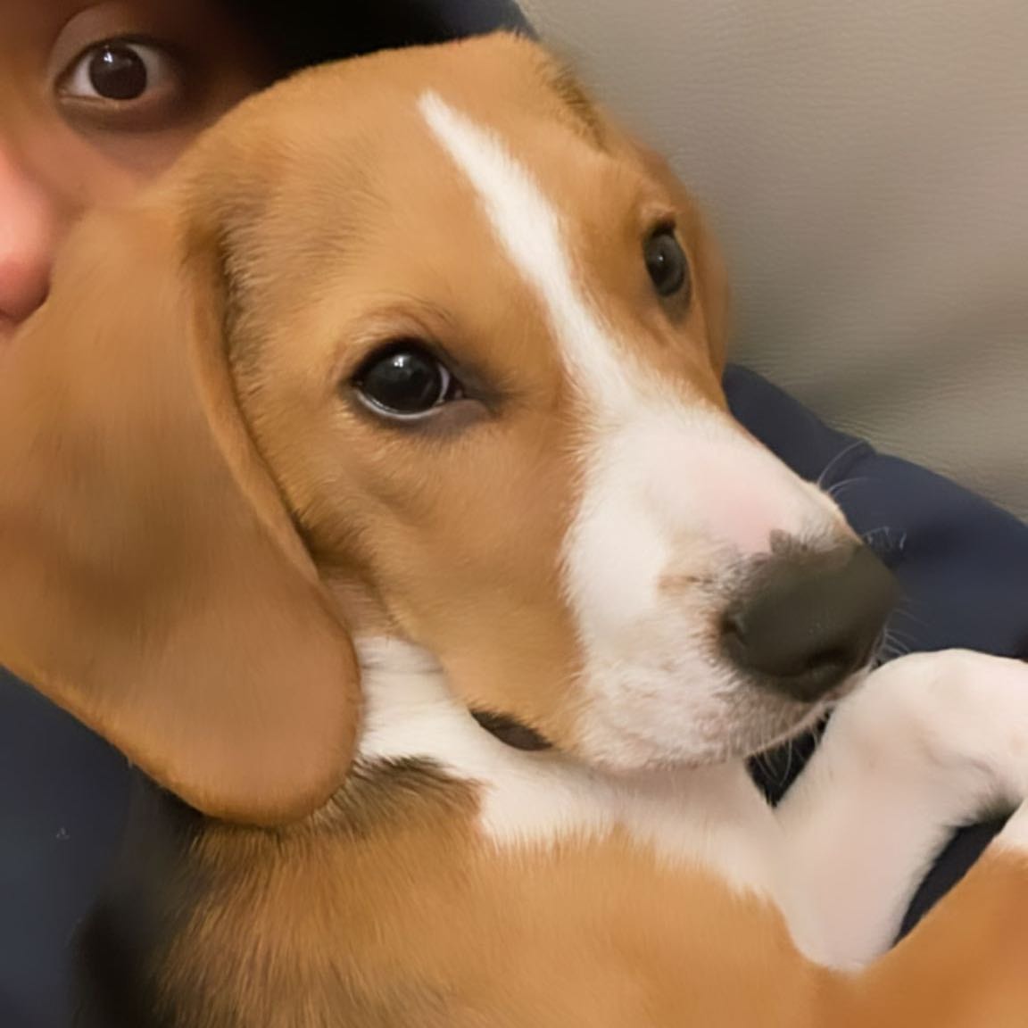 Presley