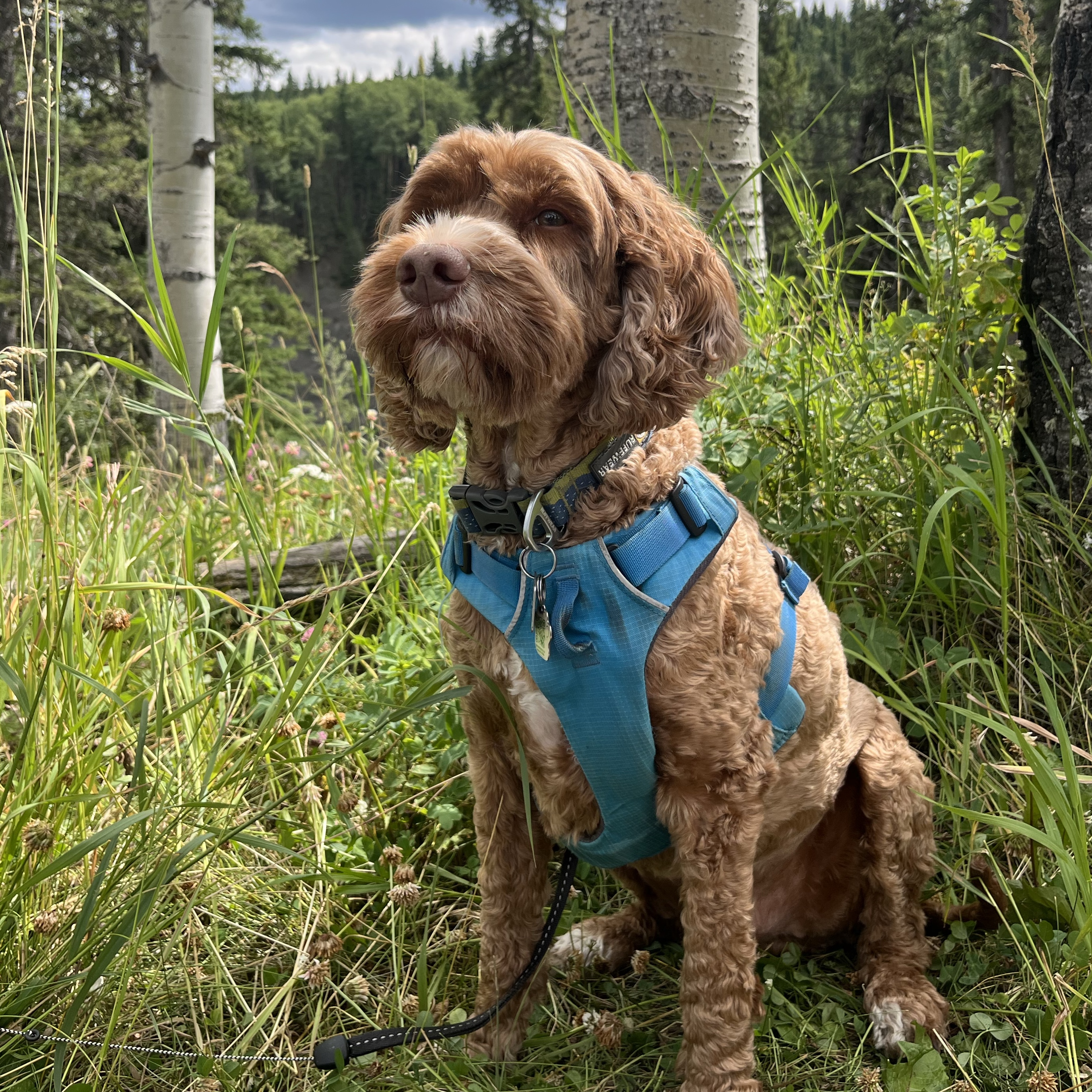 Cooper