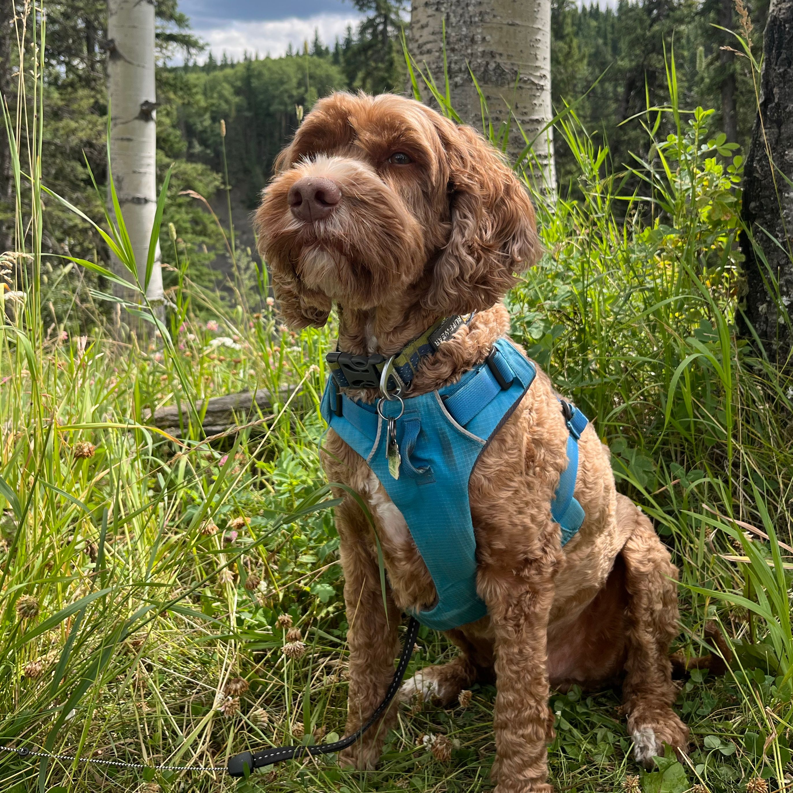 Cooper