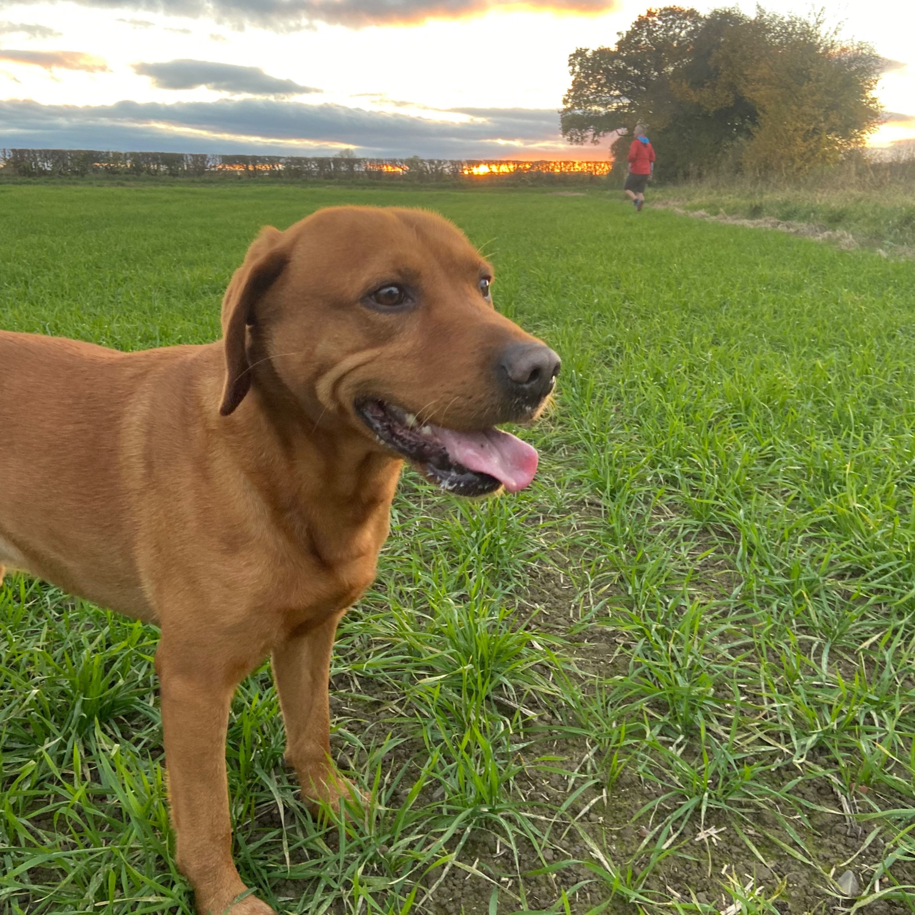 Dougie