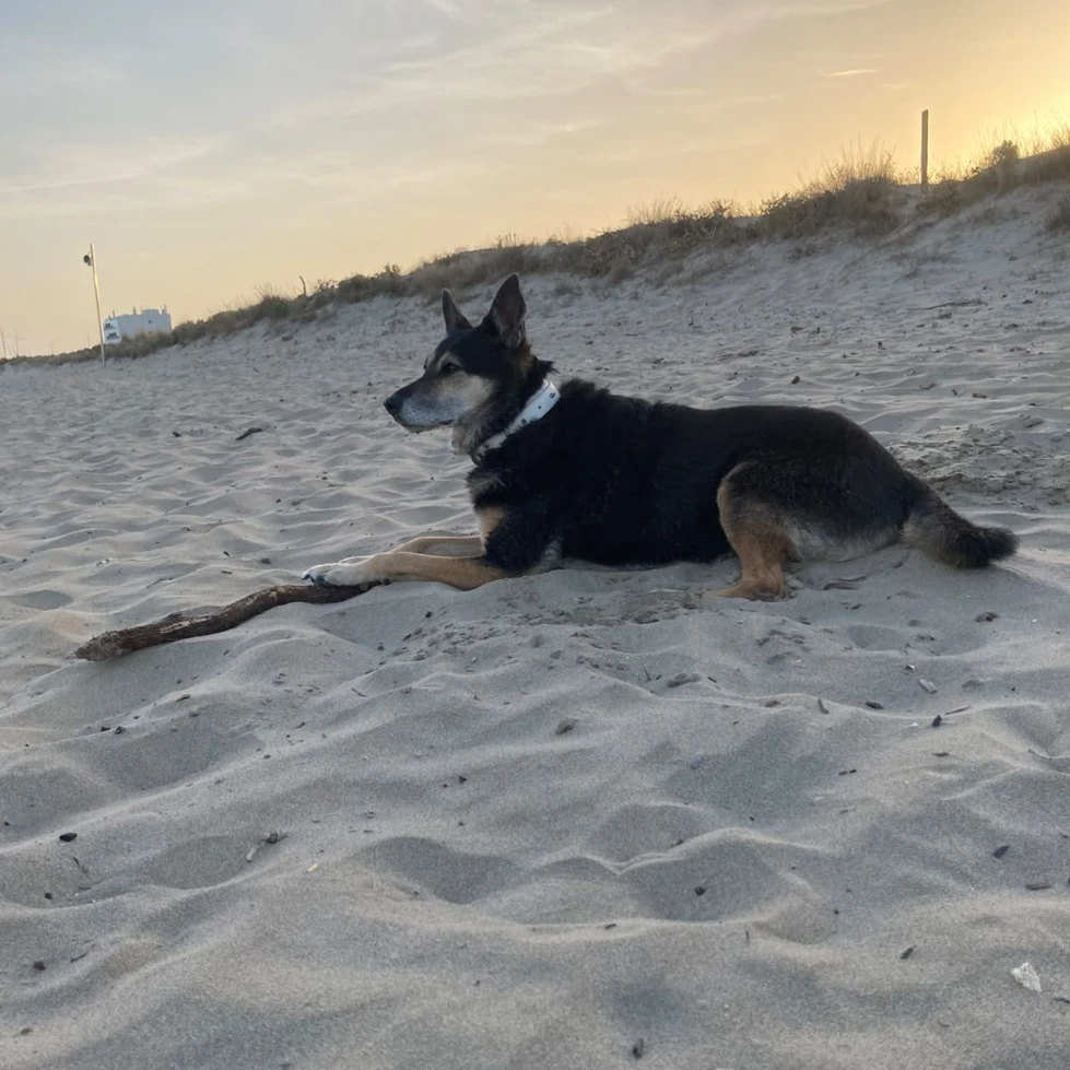 layka