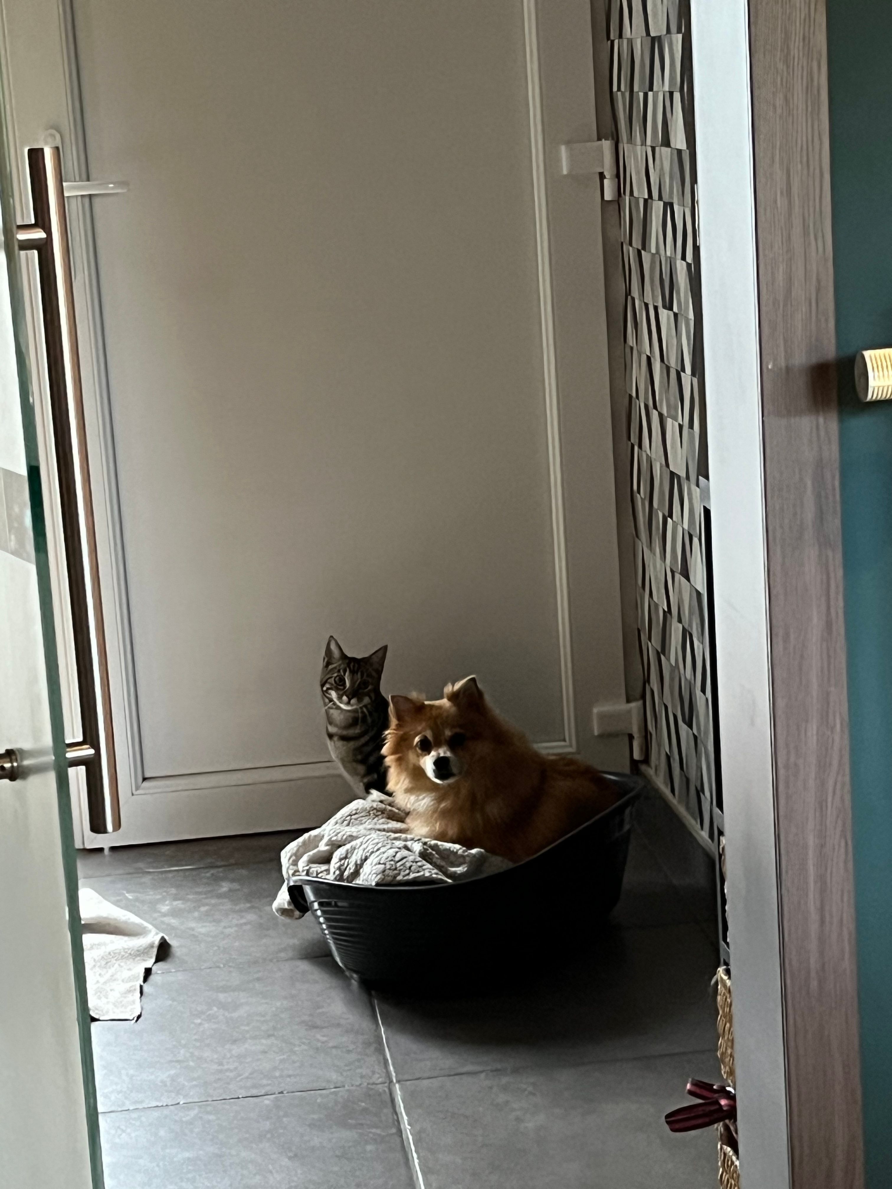 image-4