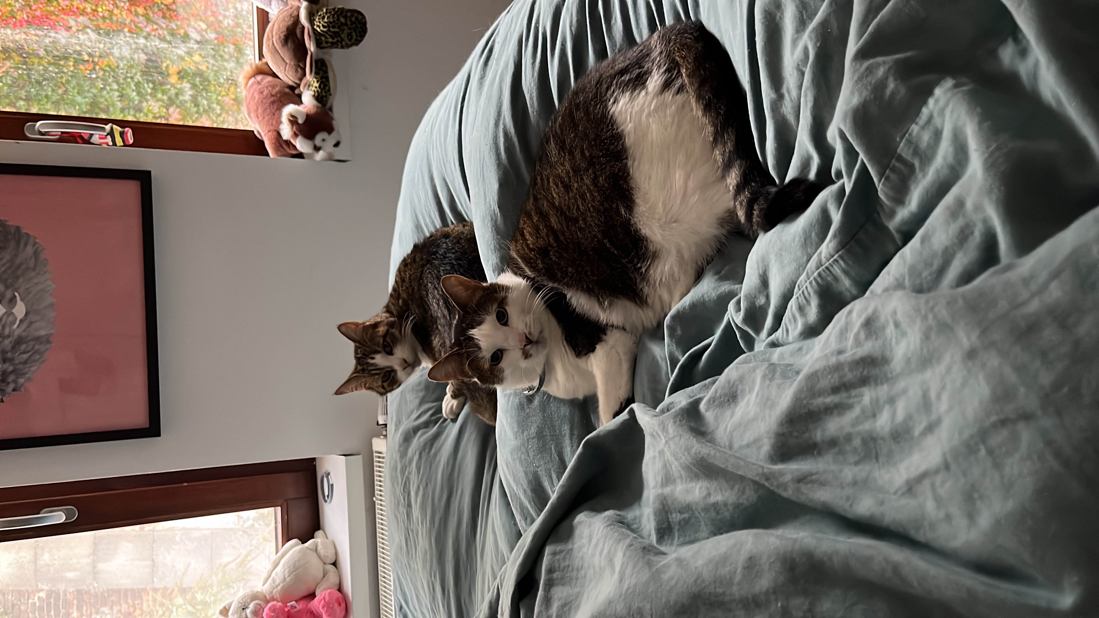 image-6