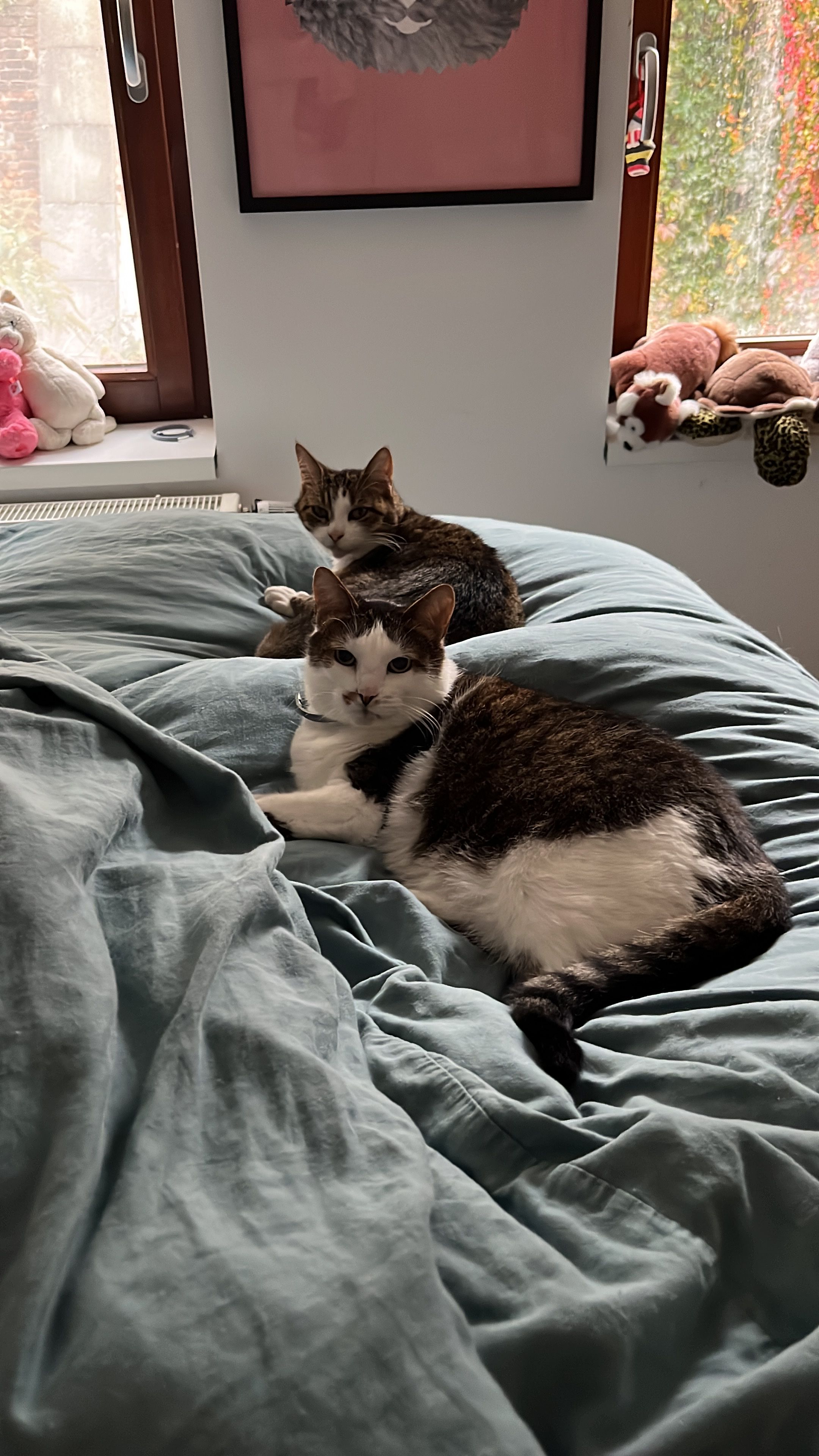 image-6