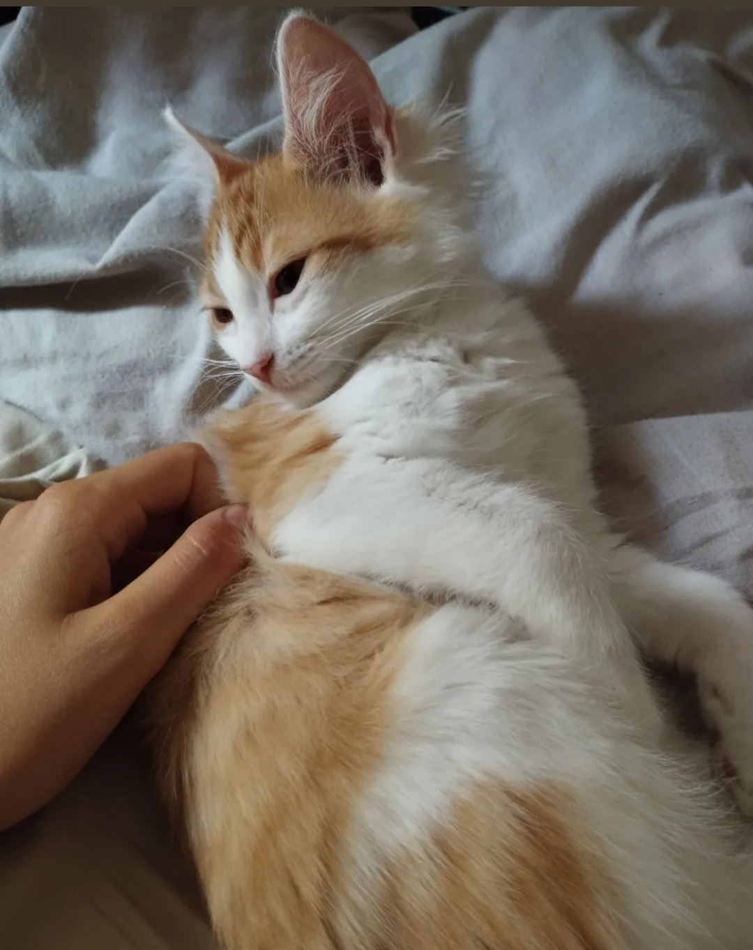 image-7
