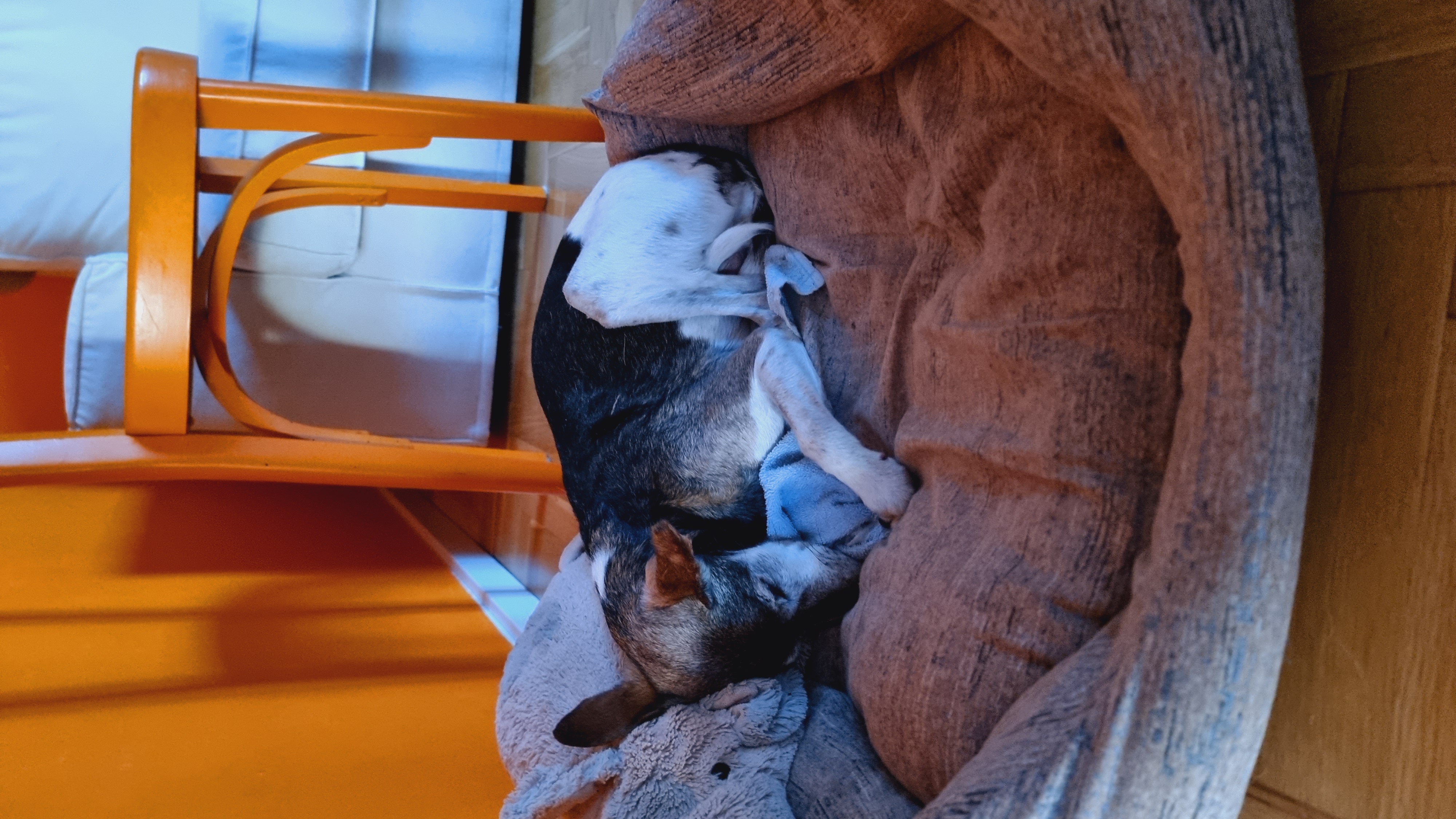 image-7