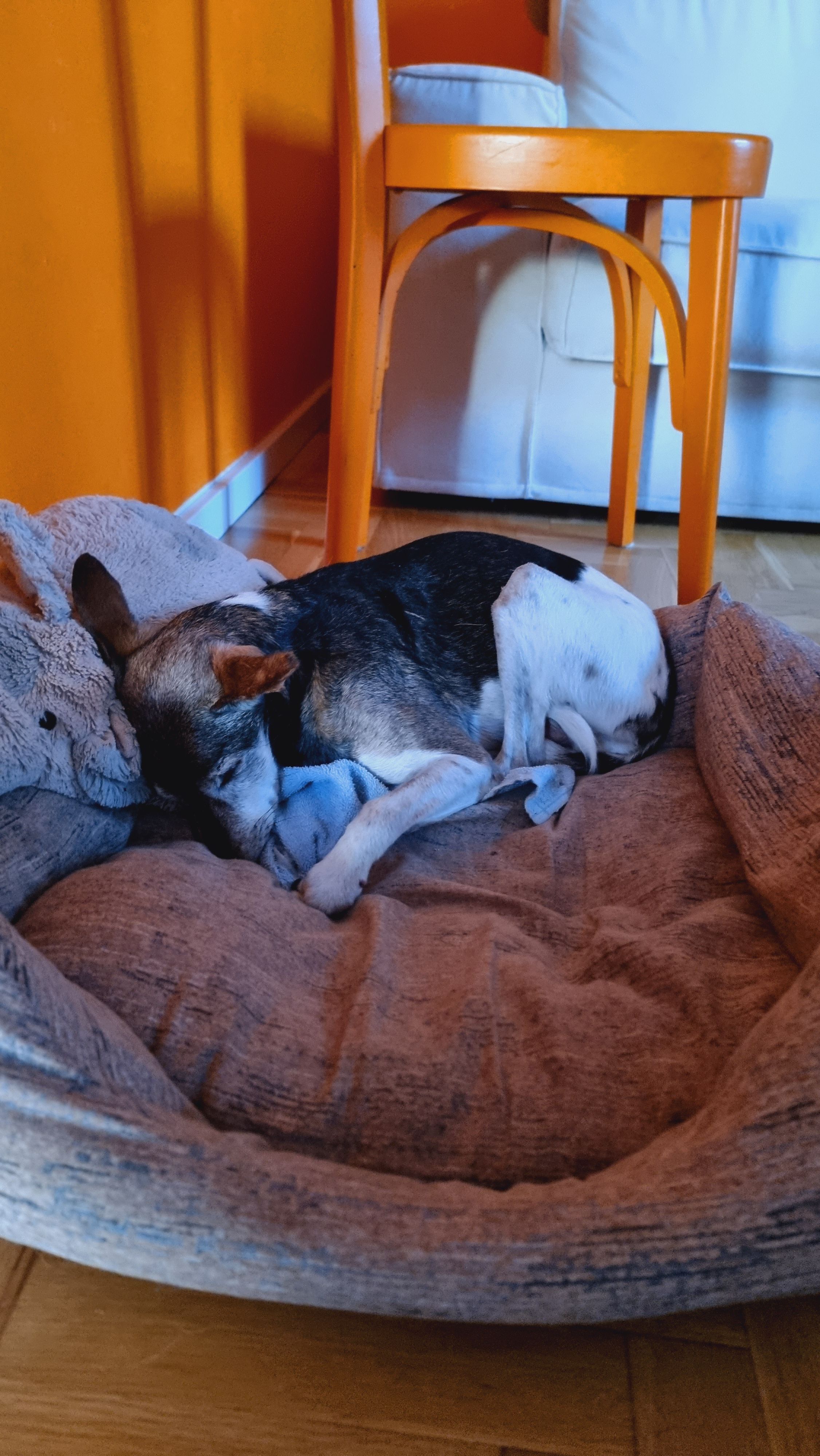 image-7