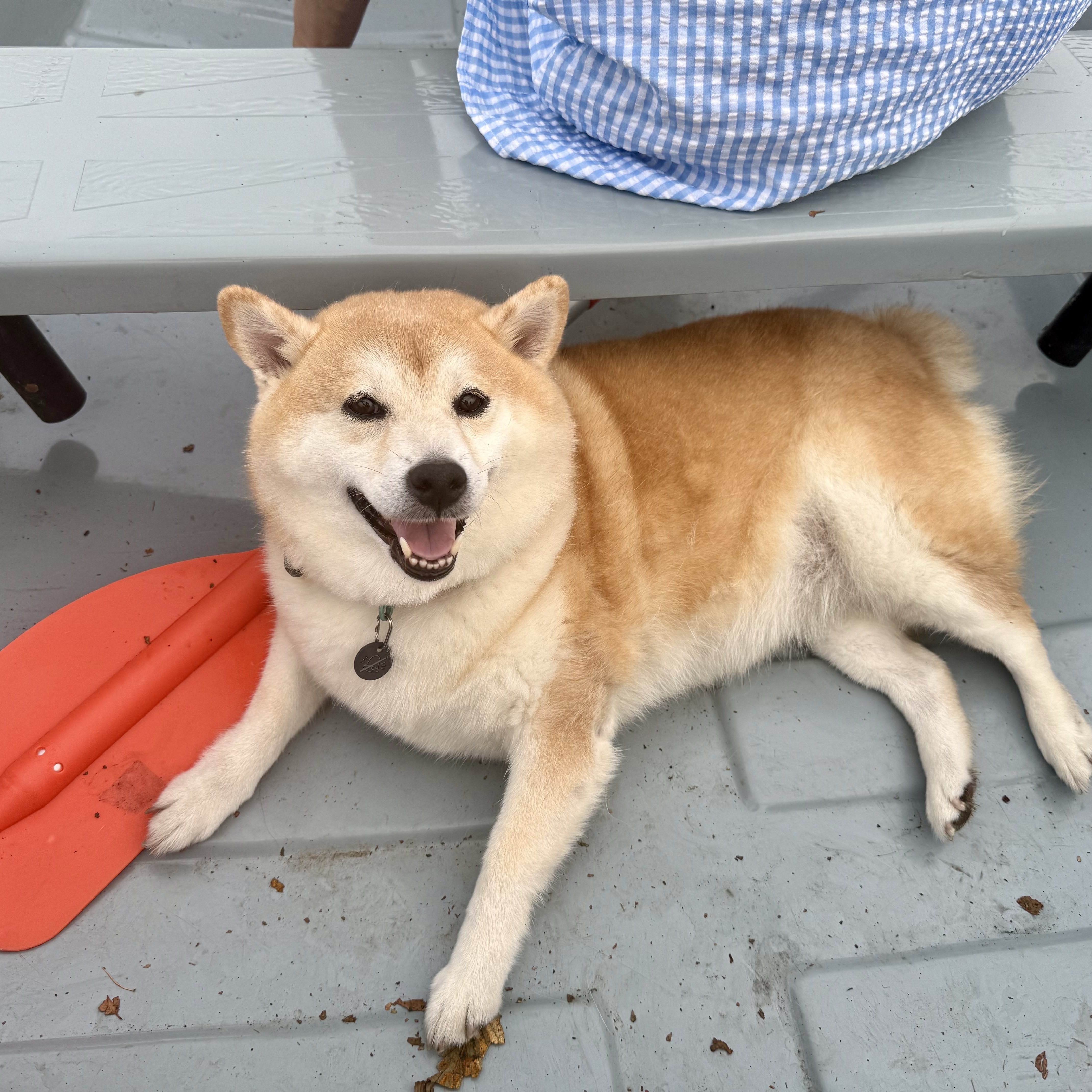 Archie