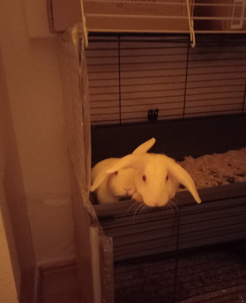 image-7