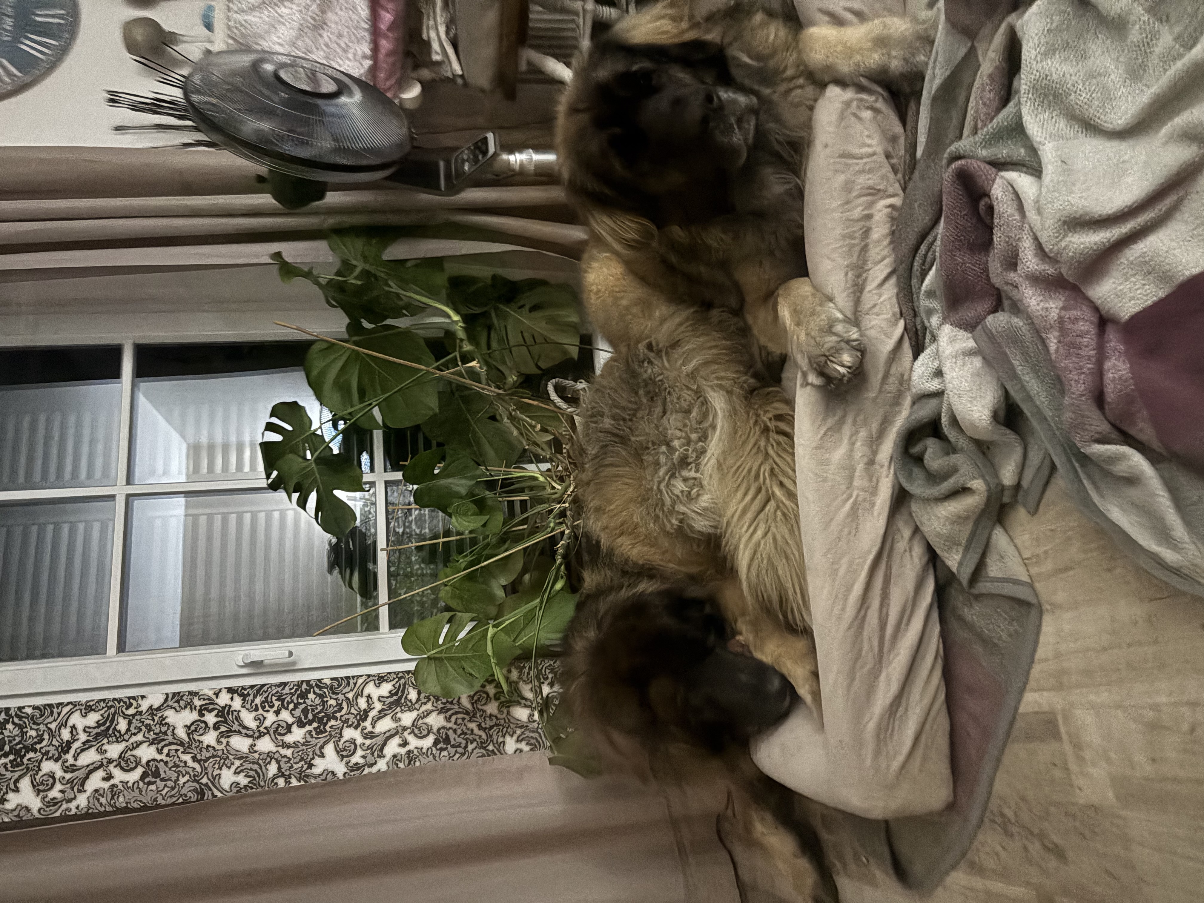 image-5