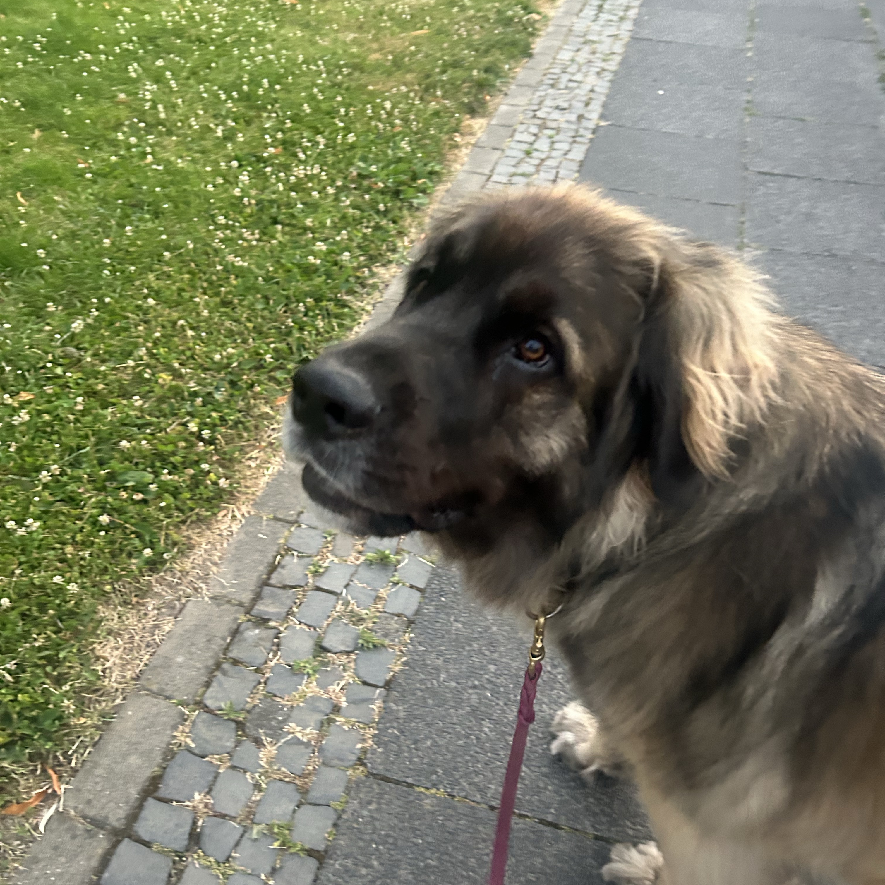 Wanda