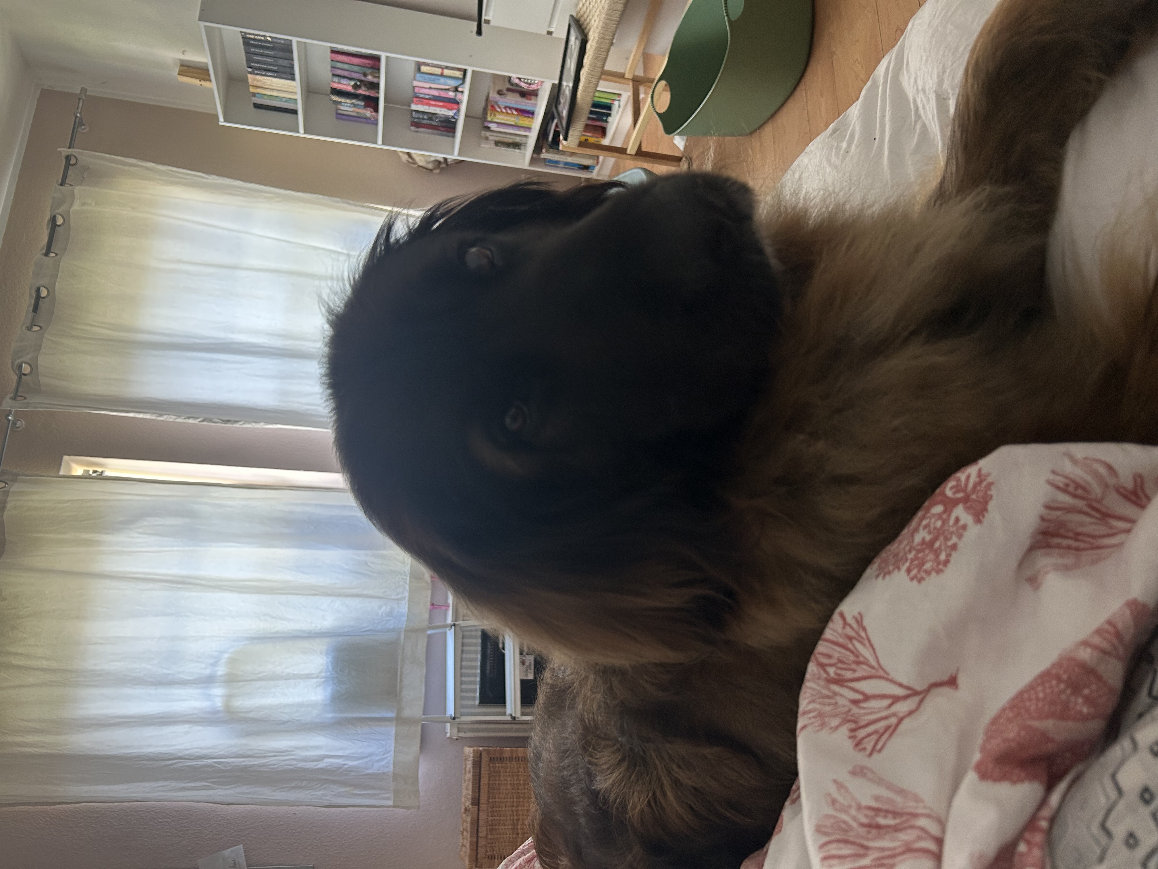 image-7