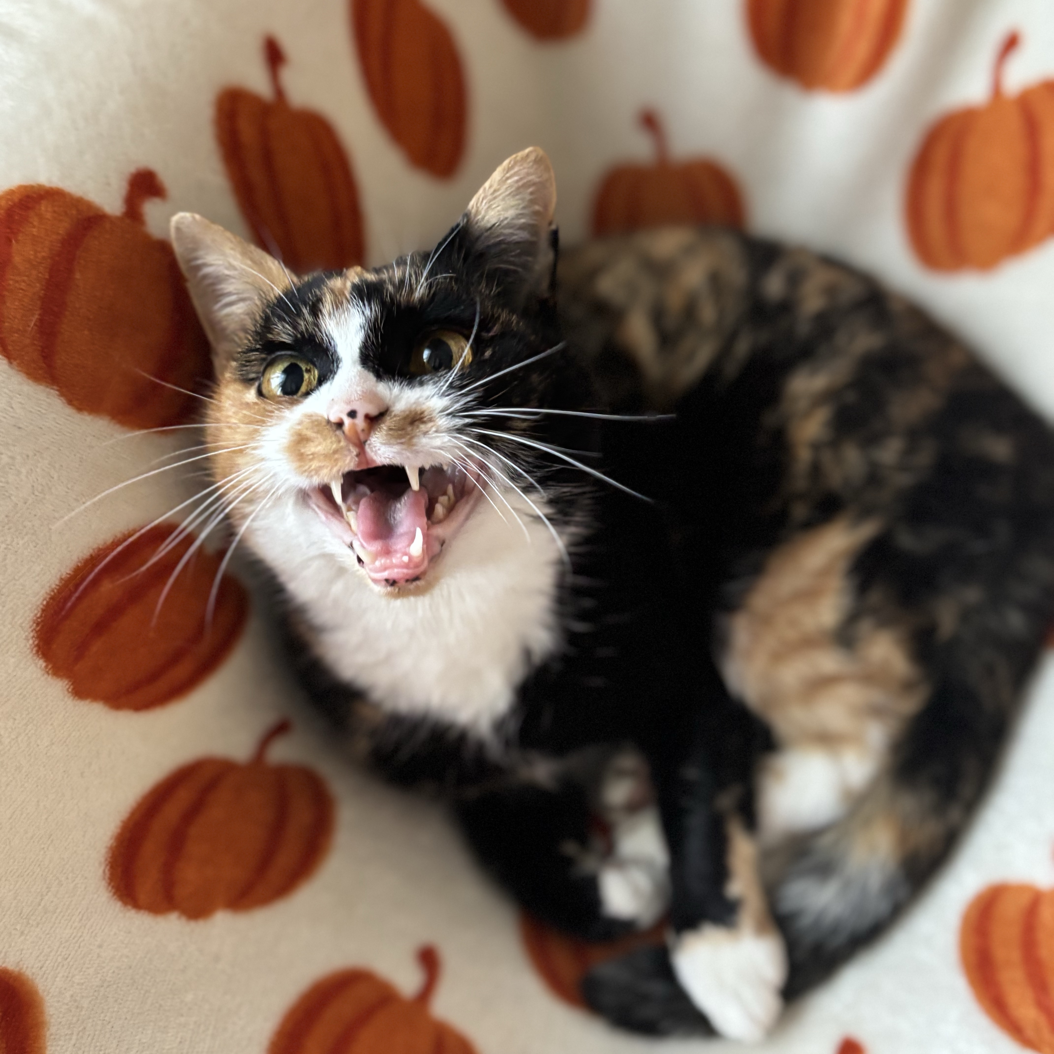 Bowie