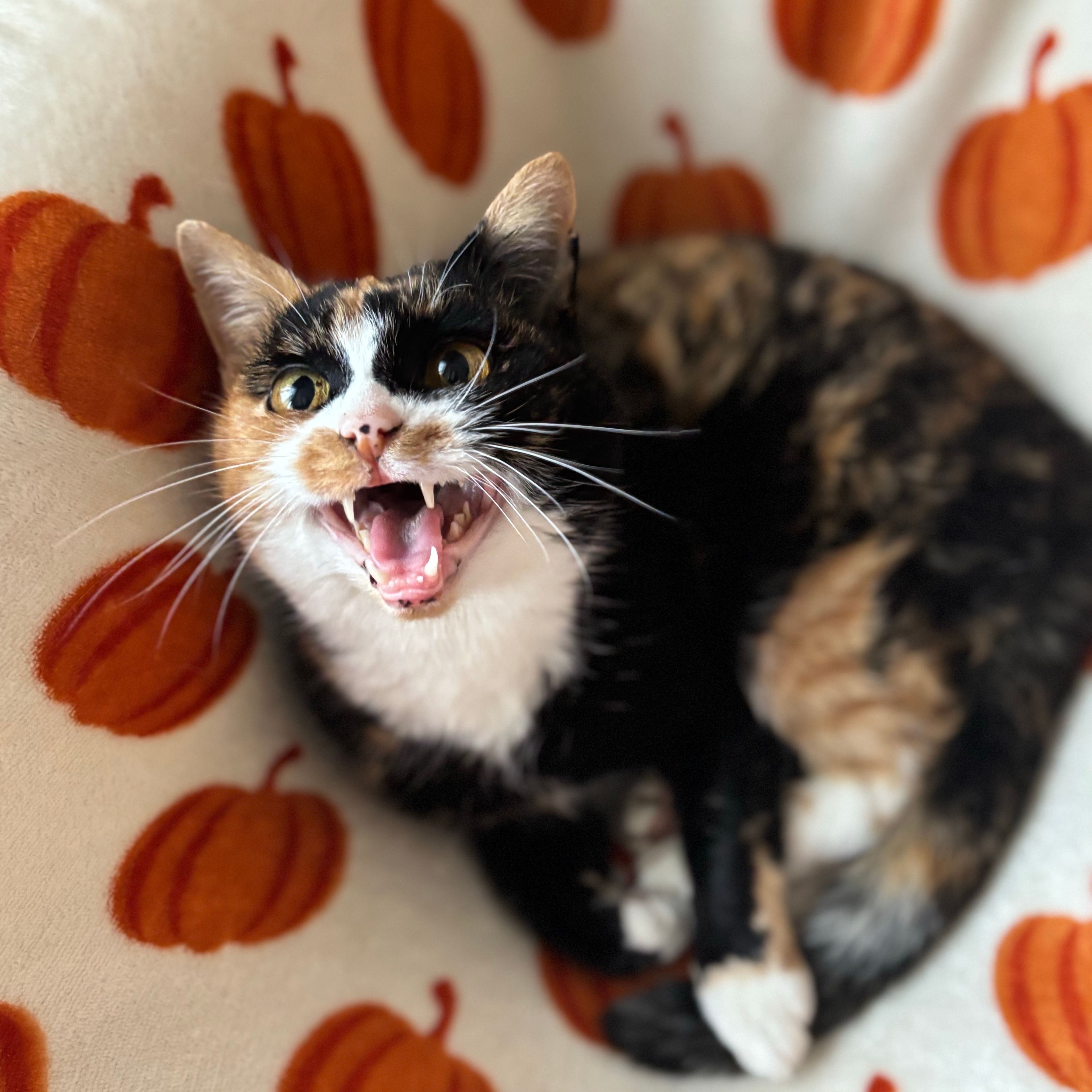 Bowie