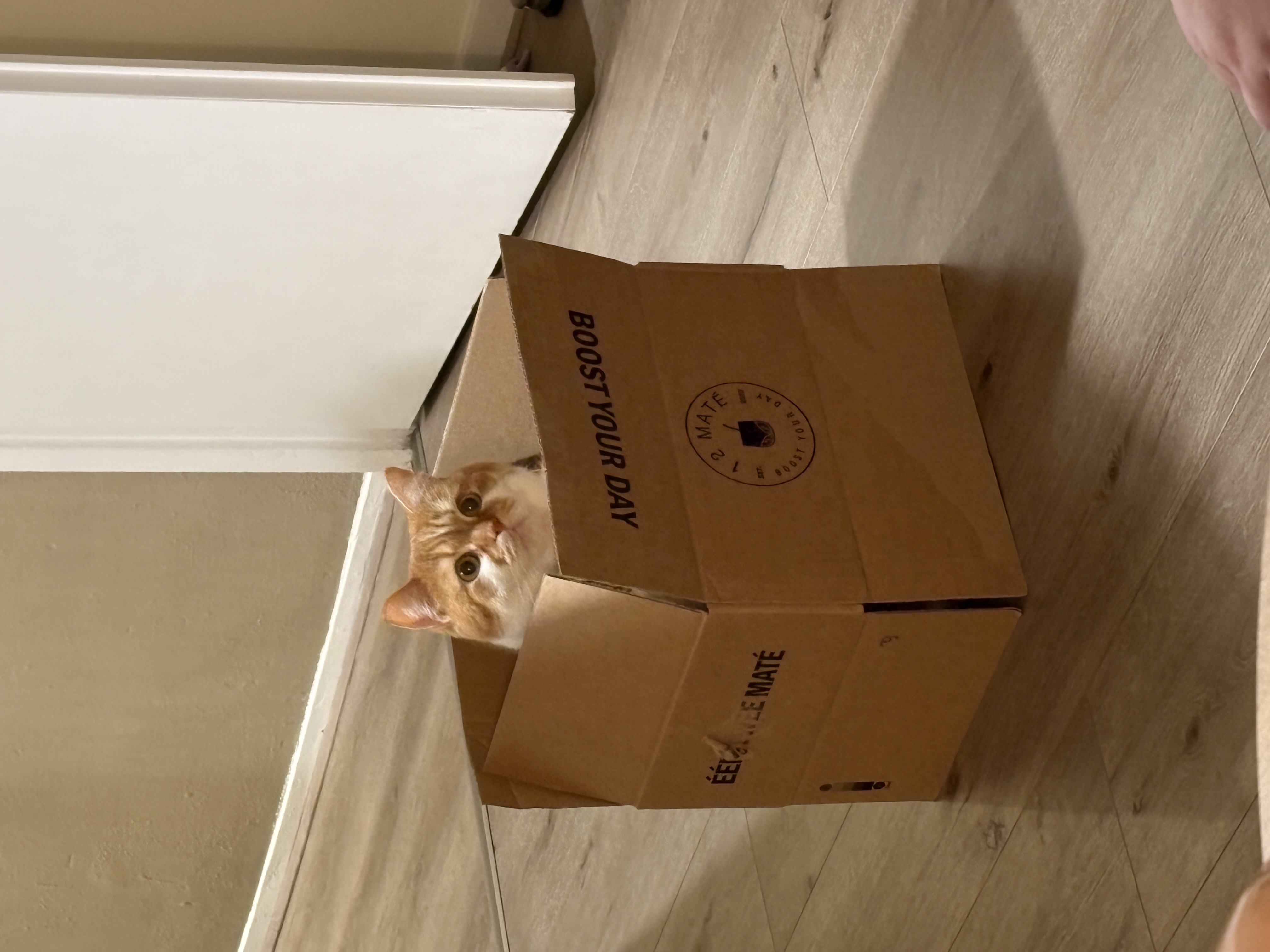 image-7