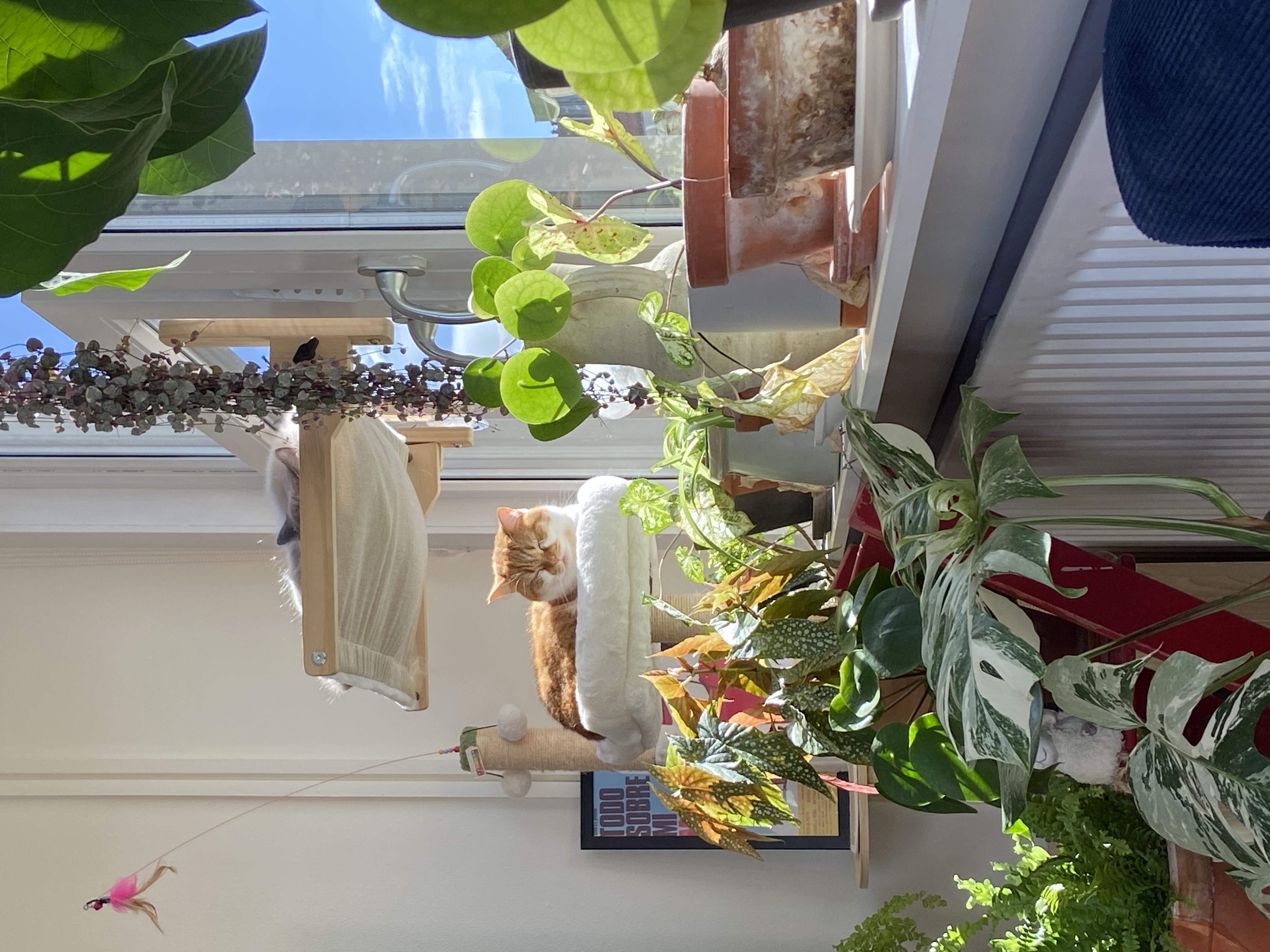 image-11