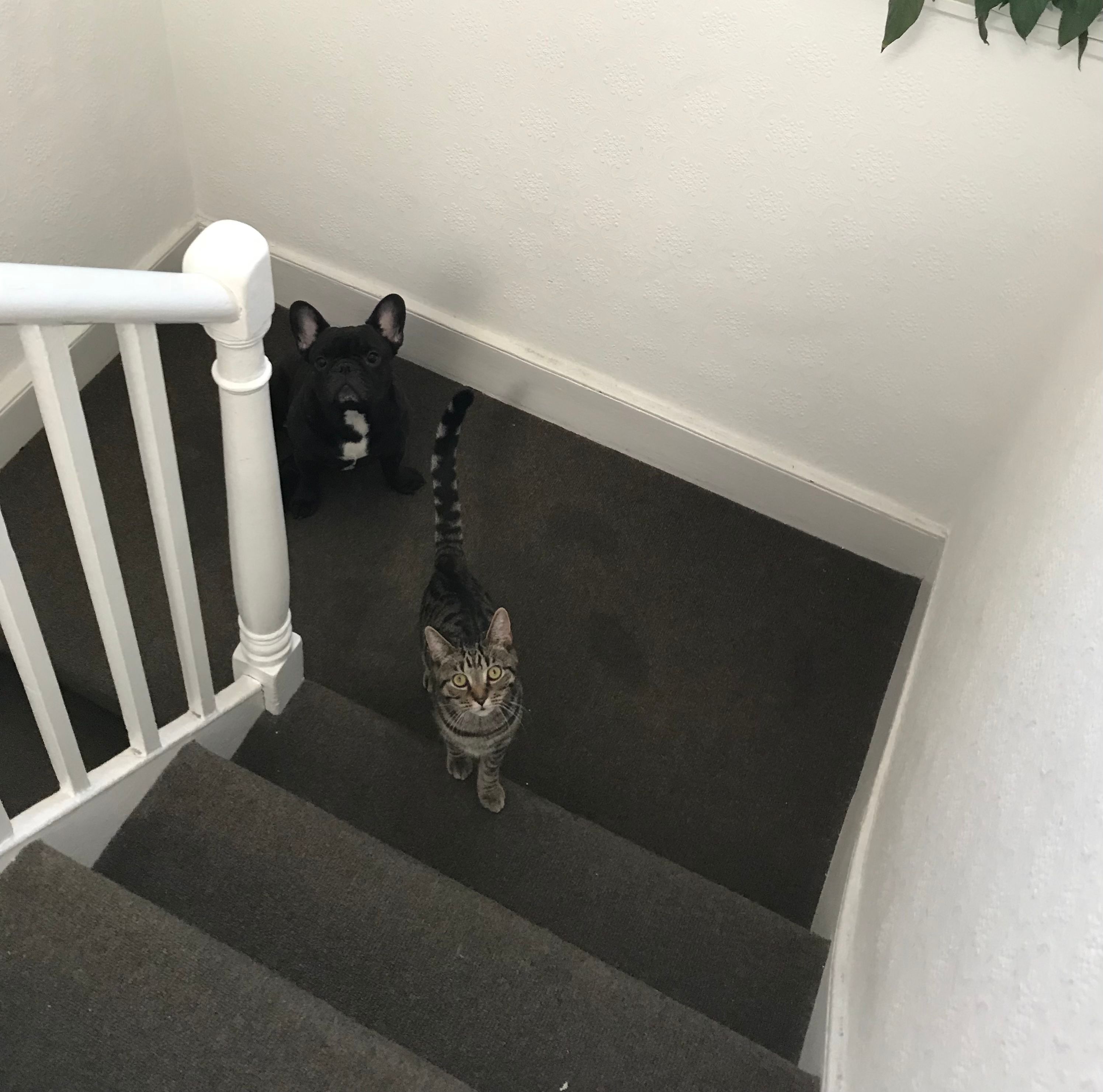 image-11