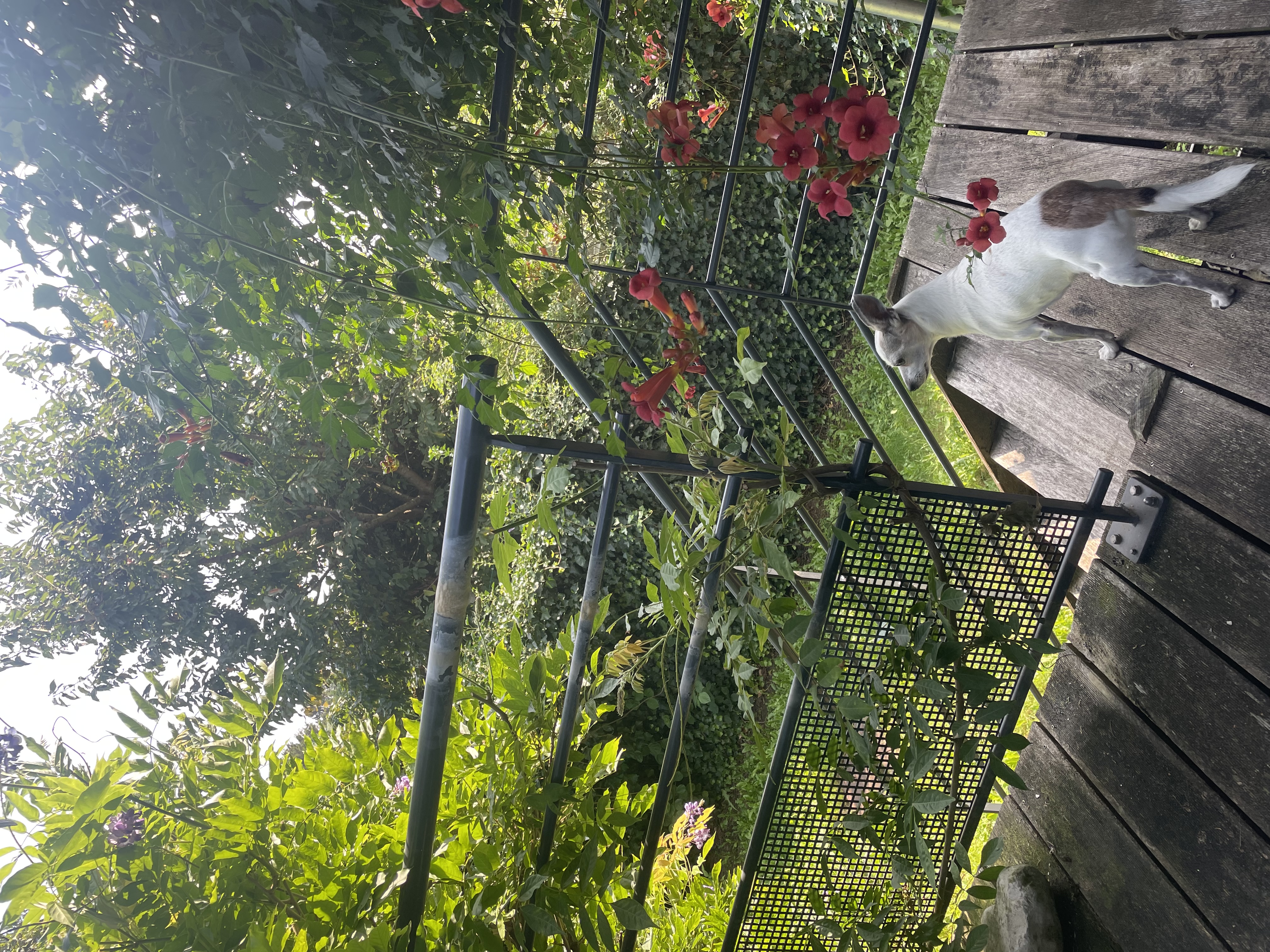 image-7