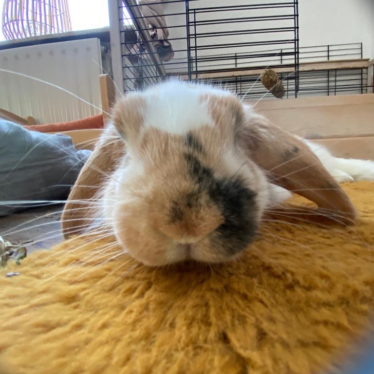 Blizzie 
