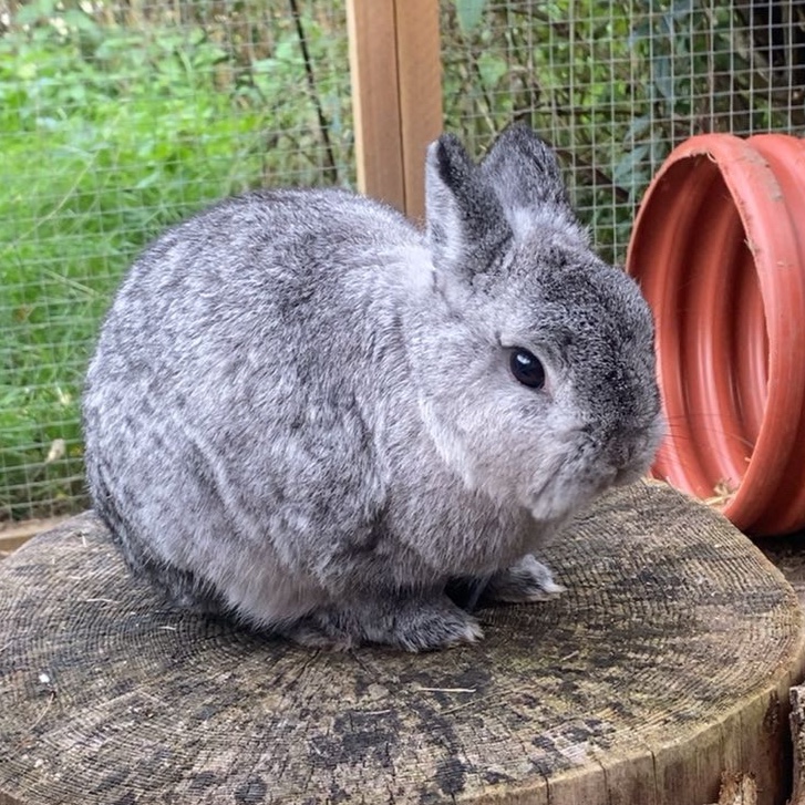 Pico