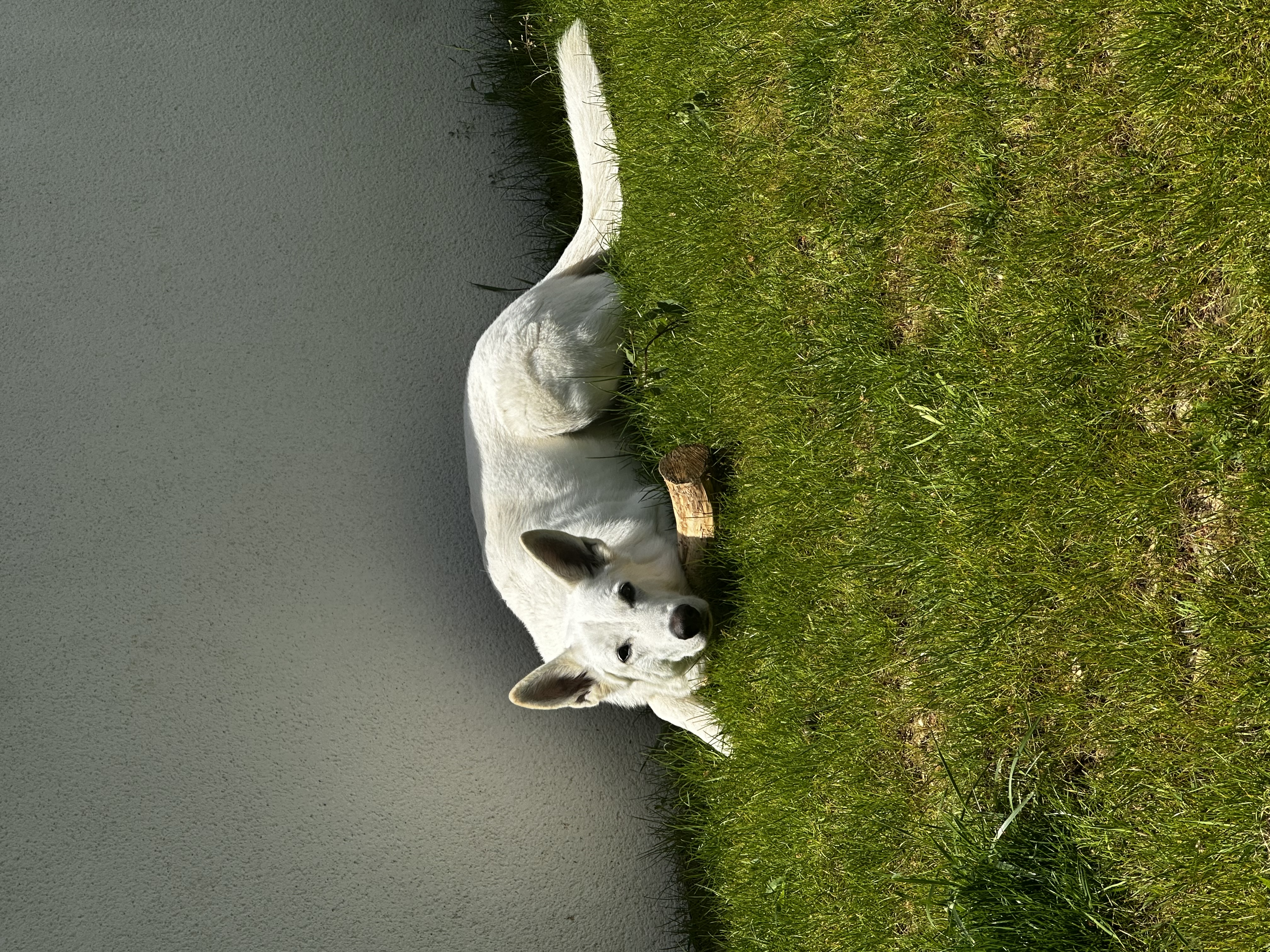 image-8
