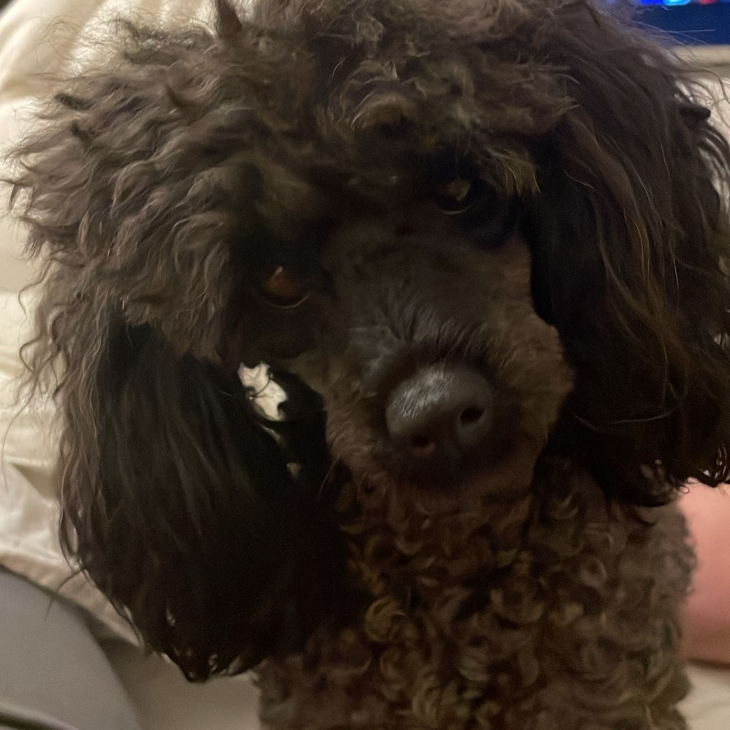 Pepper