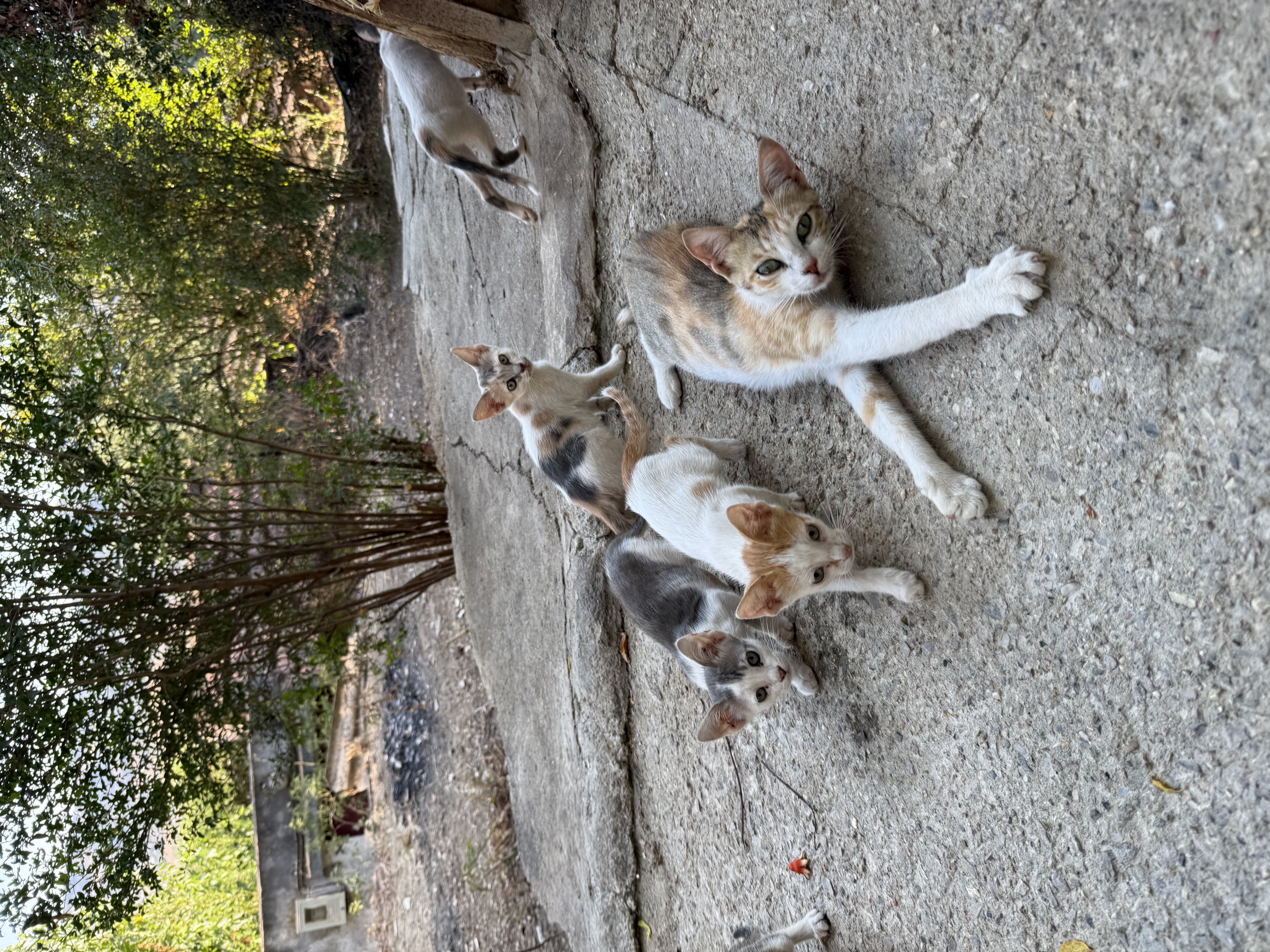 image-12