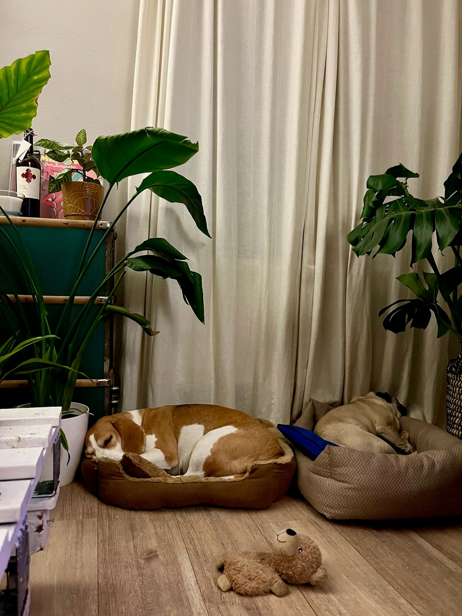 image-19
