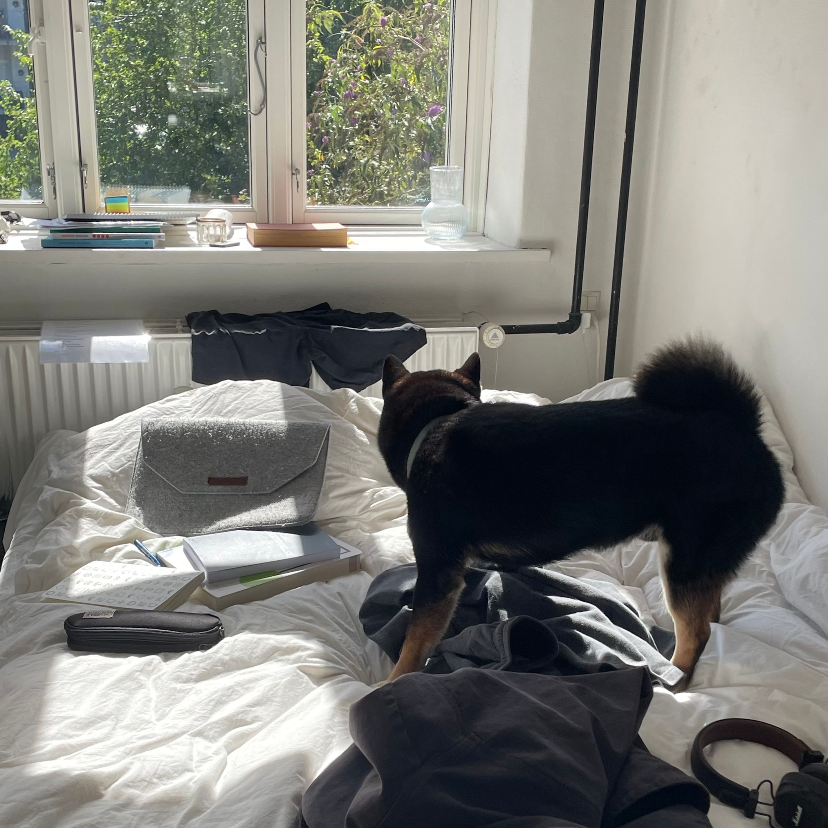 image-9