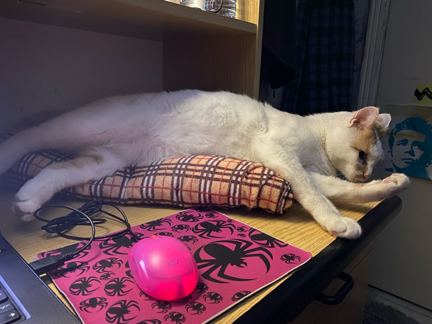 image-11