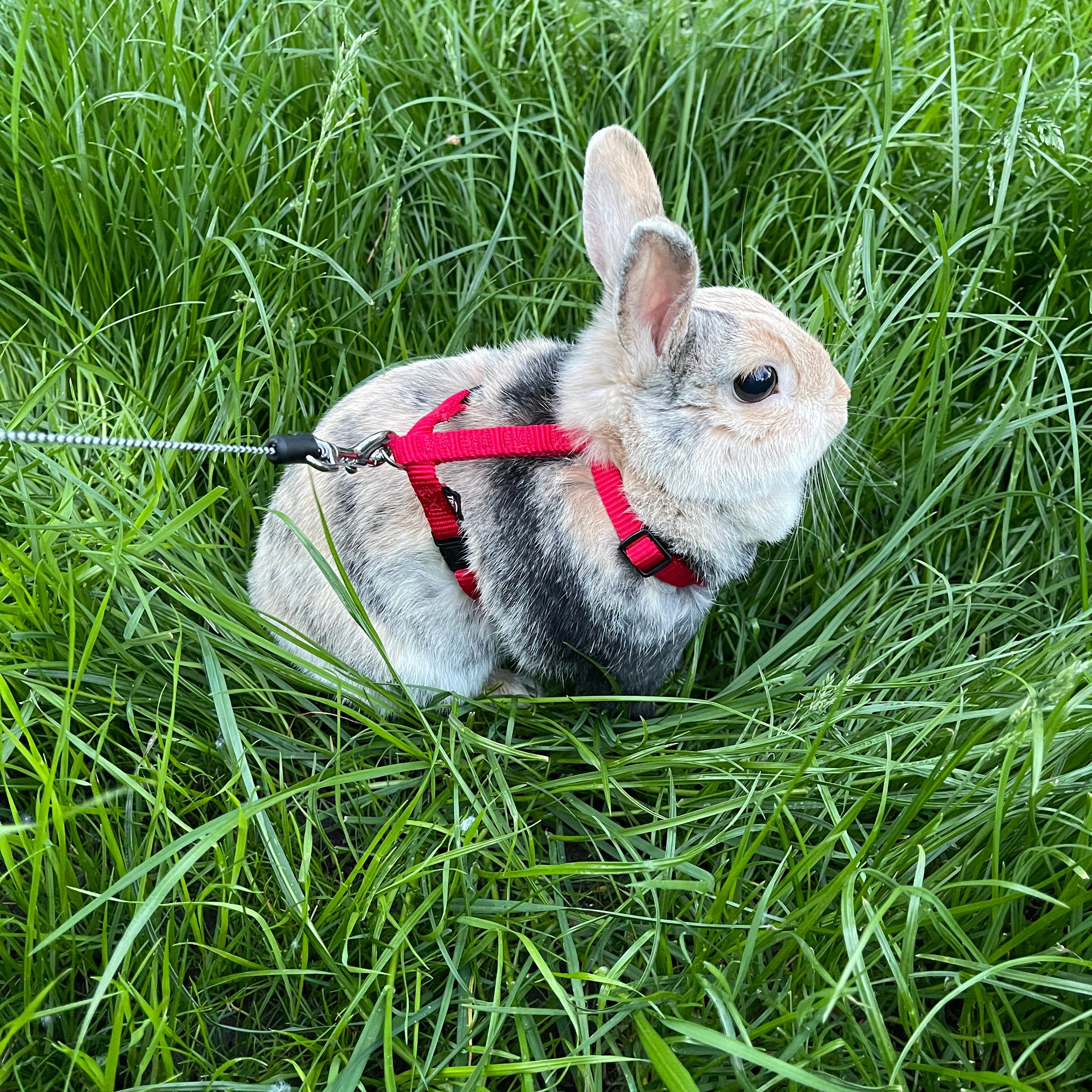Busya