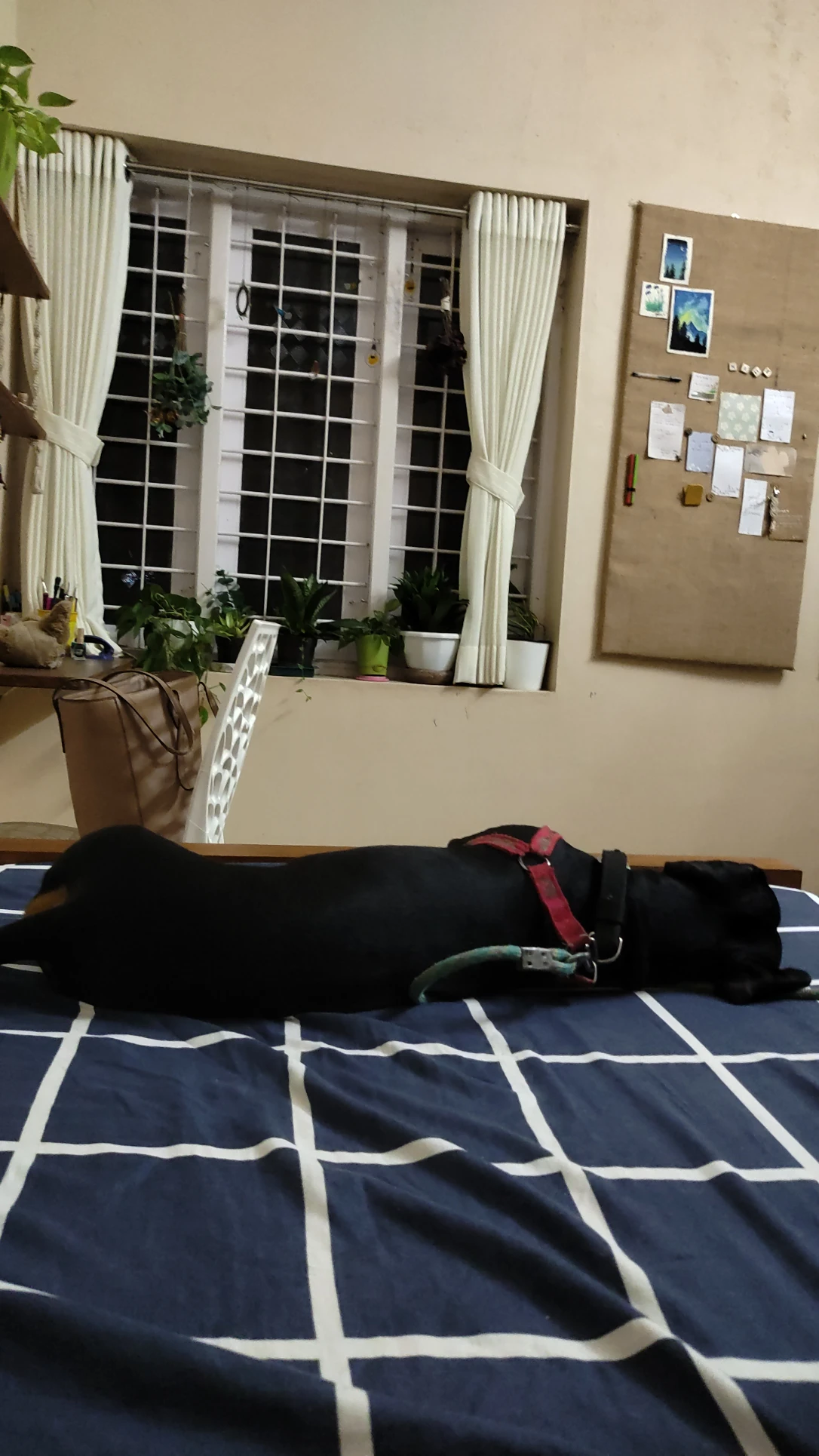 image-7