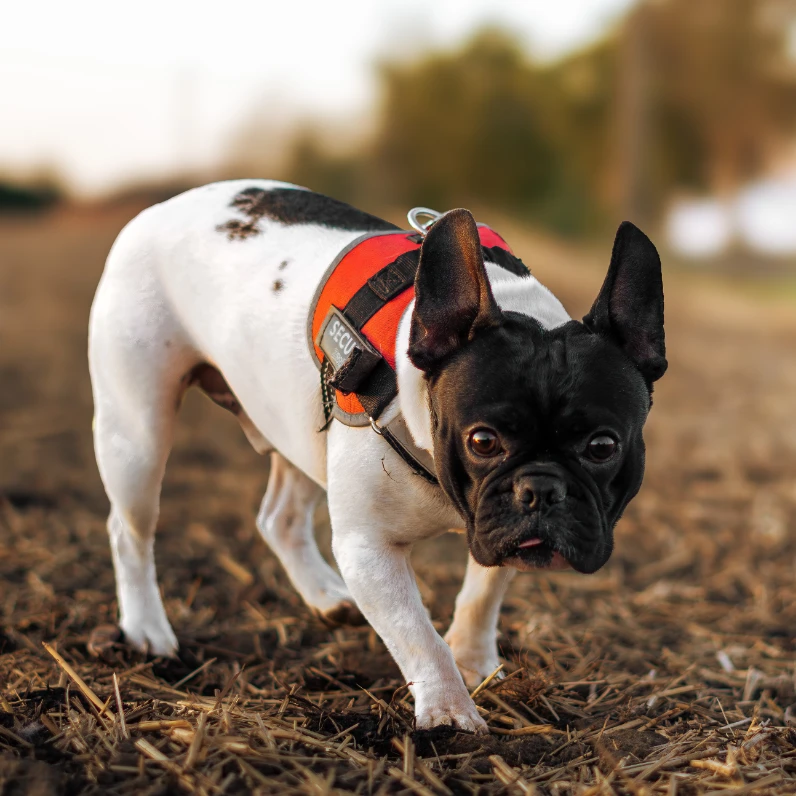 Paco
