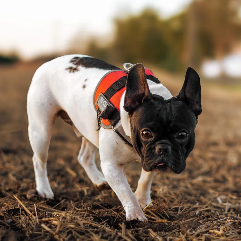 Paco