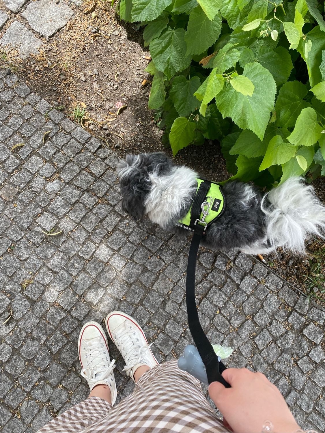 image-7