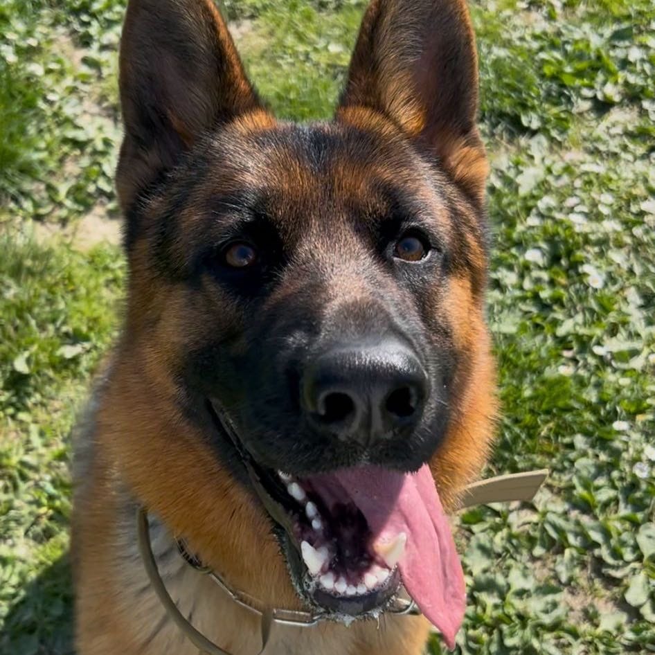 Ettore