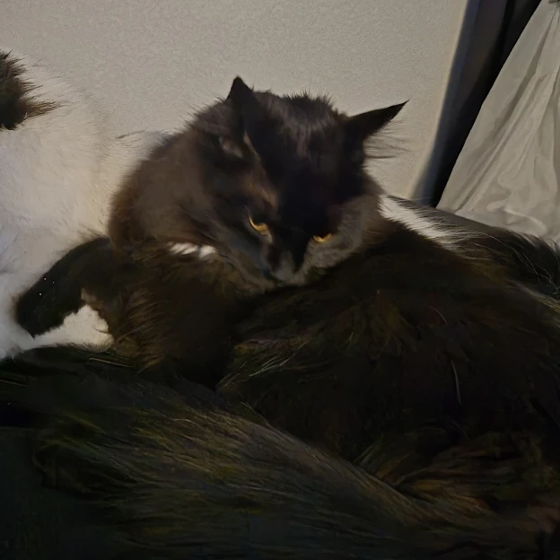 Smudge 