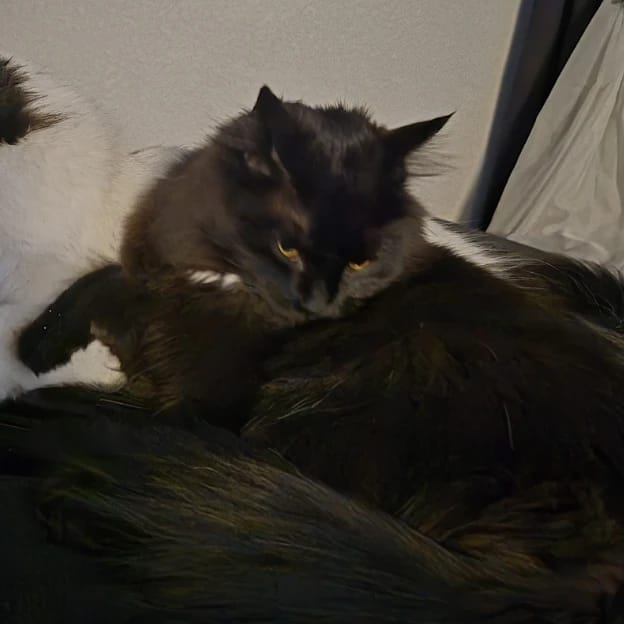 Smudge