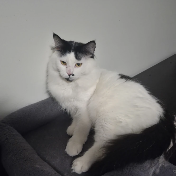 Marshmallow
