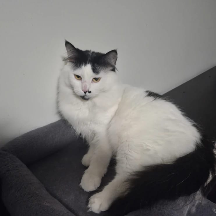 Marshmallow