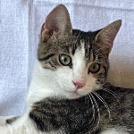Gigio