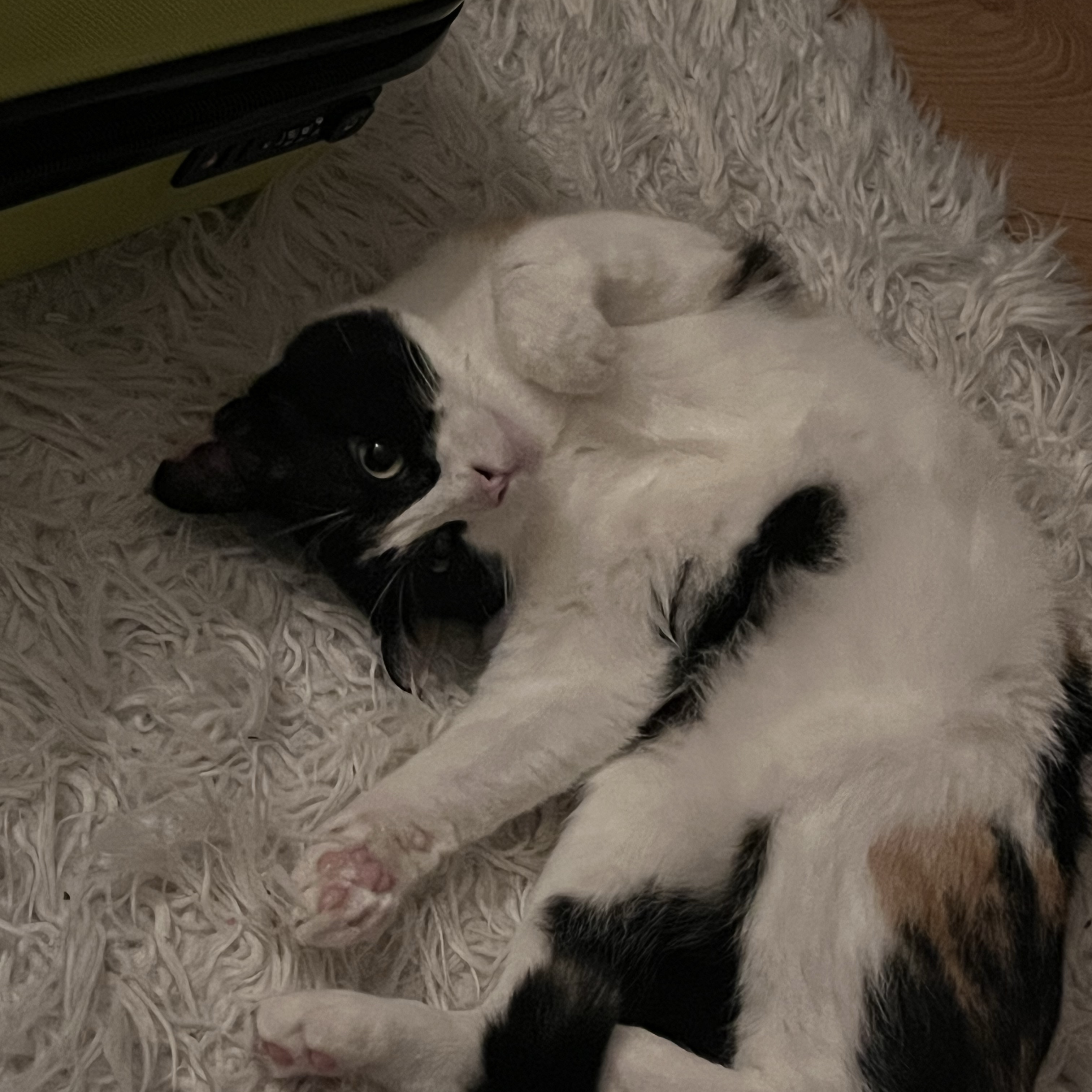 Romy