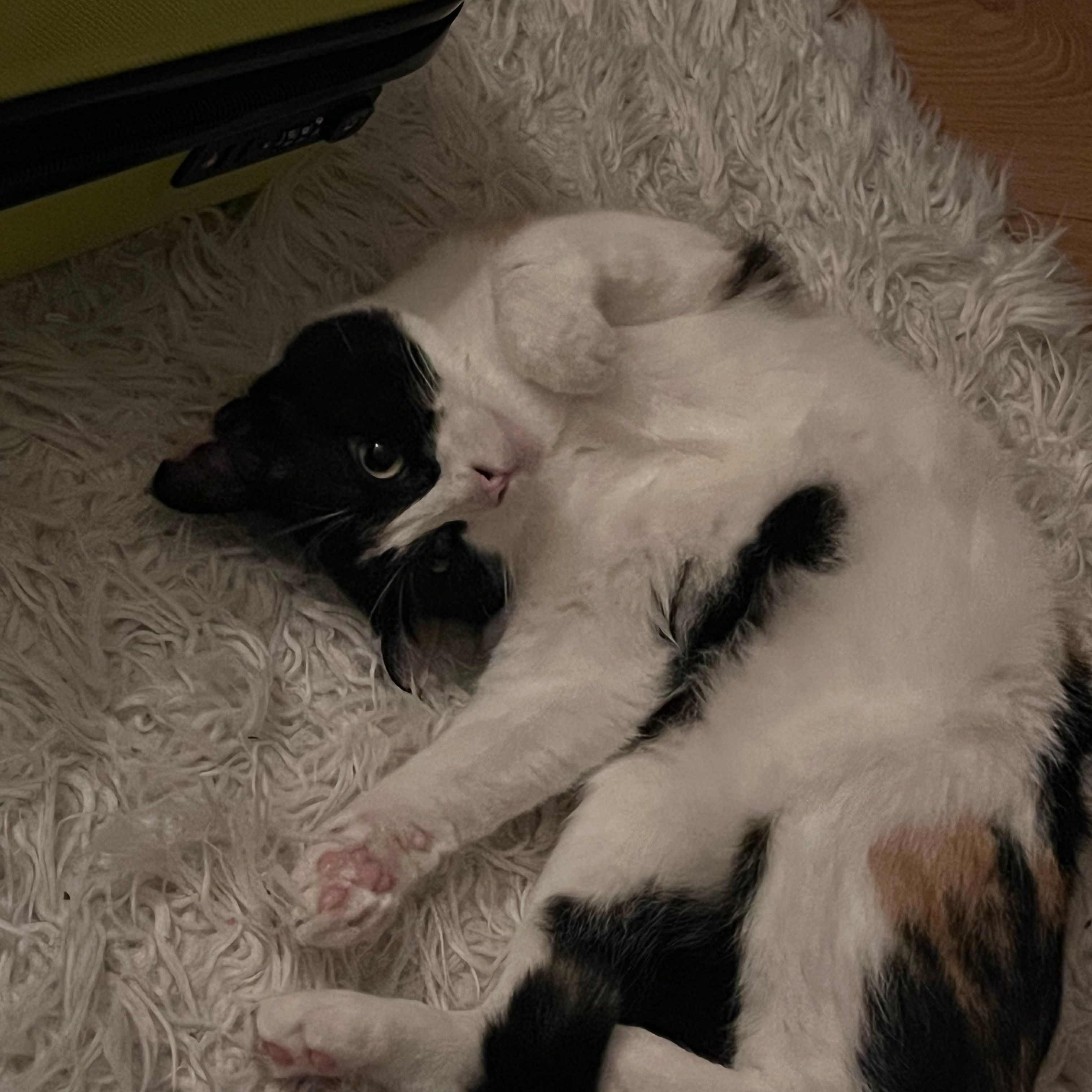 Romy