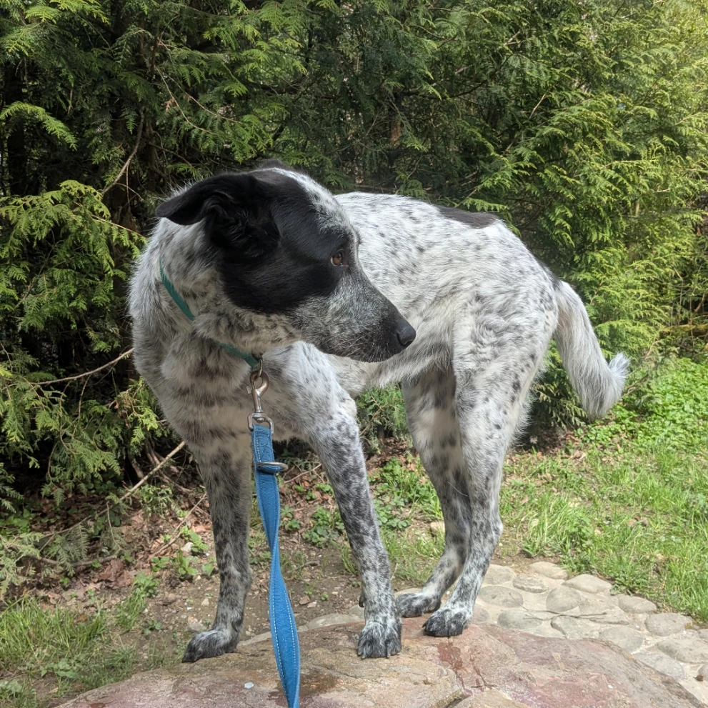 Lotti