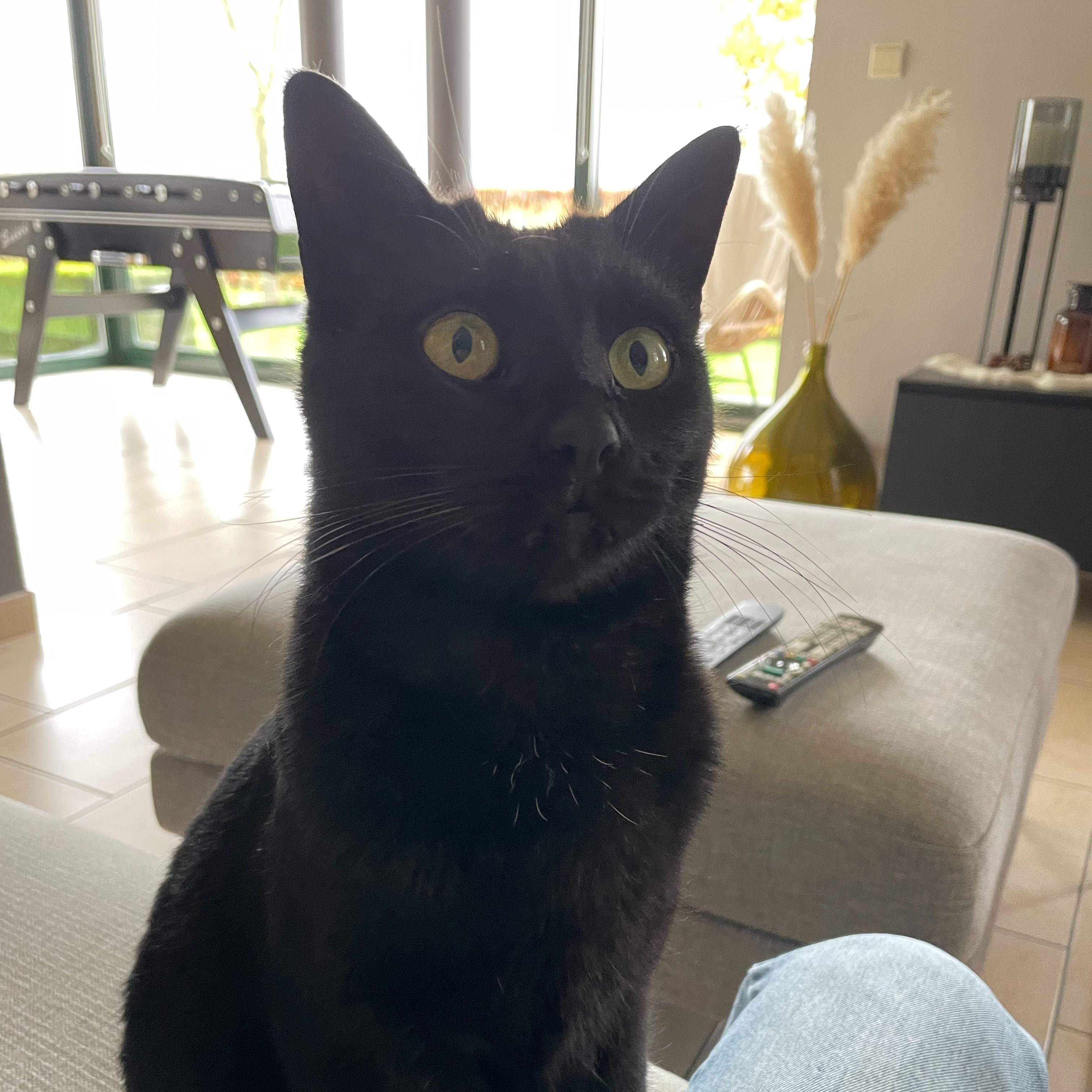 Oreo